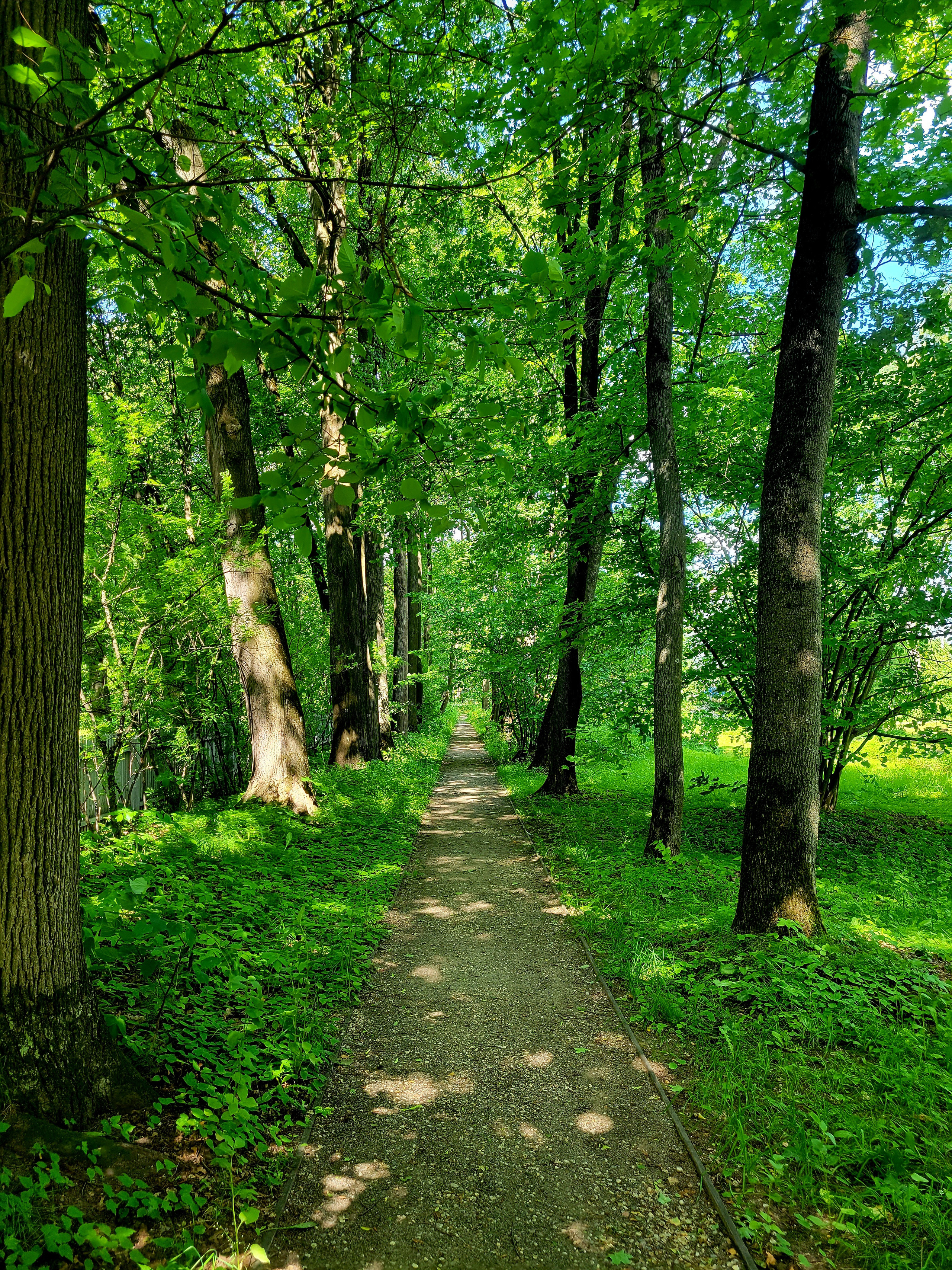 Аллея в парке