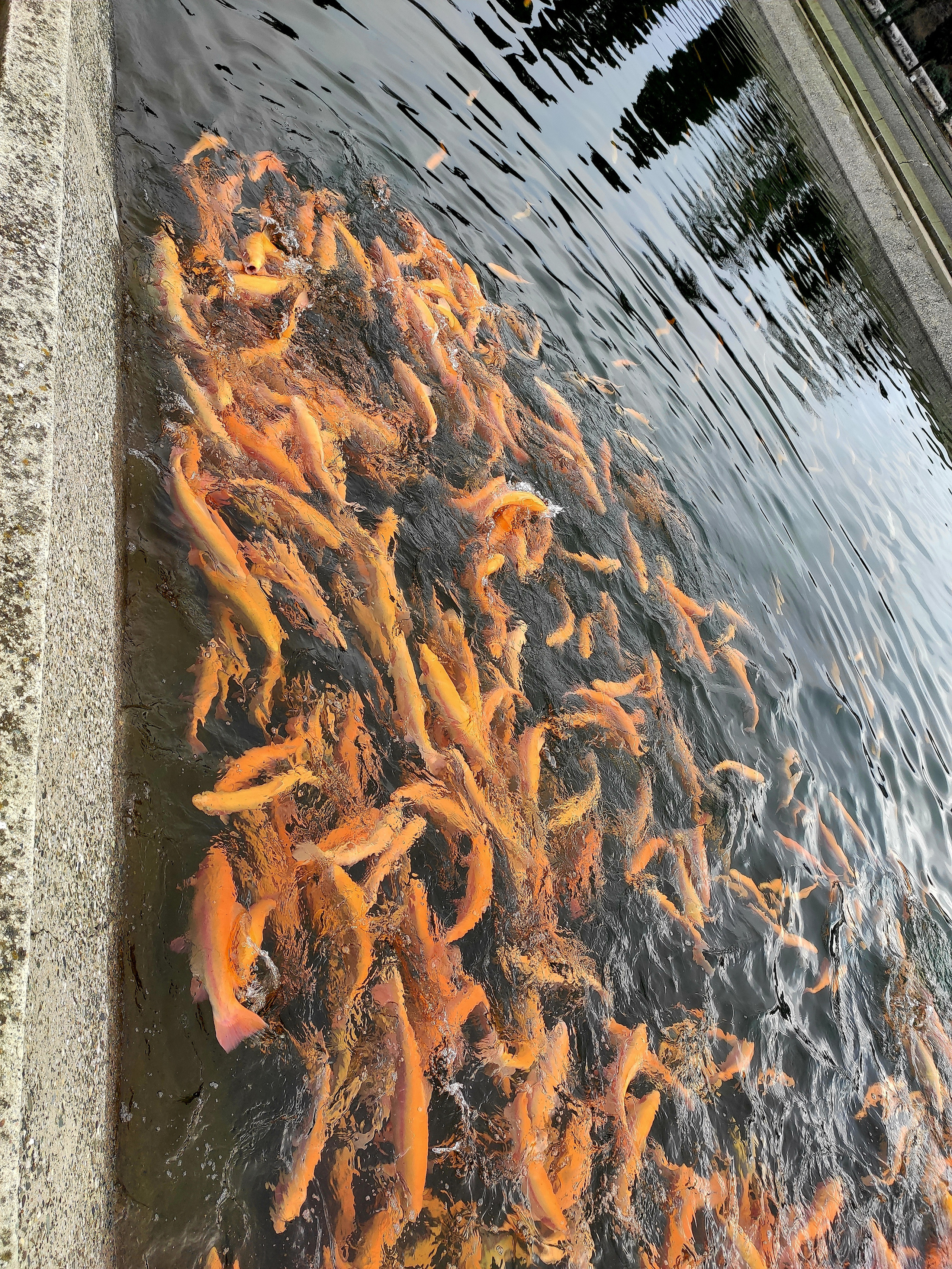 Форелевое хозяйство