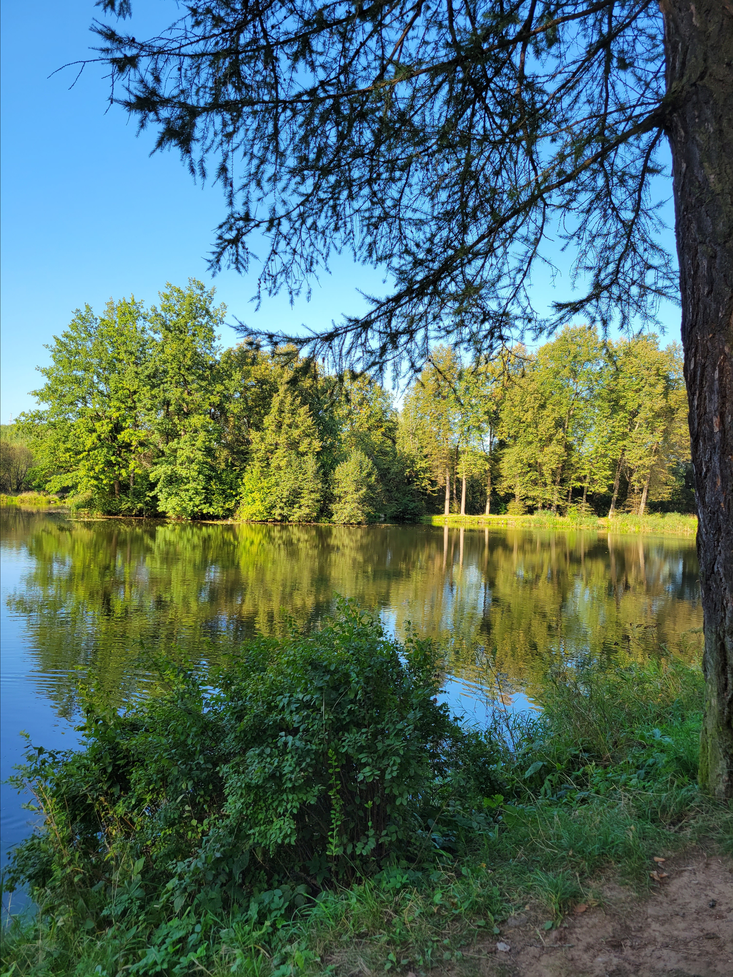 Вечернее тихое озеро выглядит, как зеркало в лесу