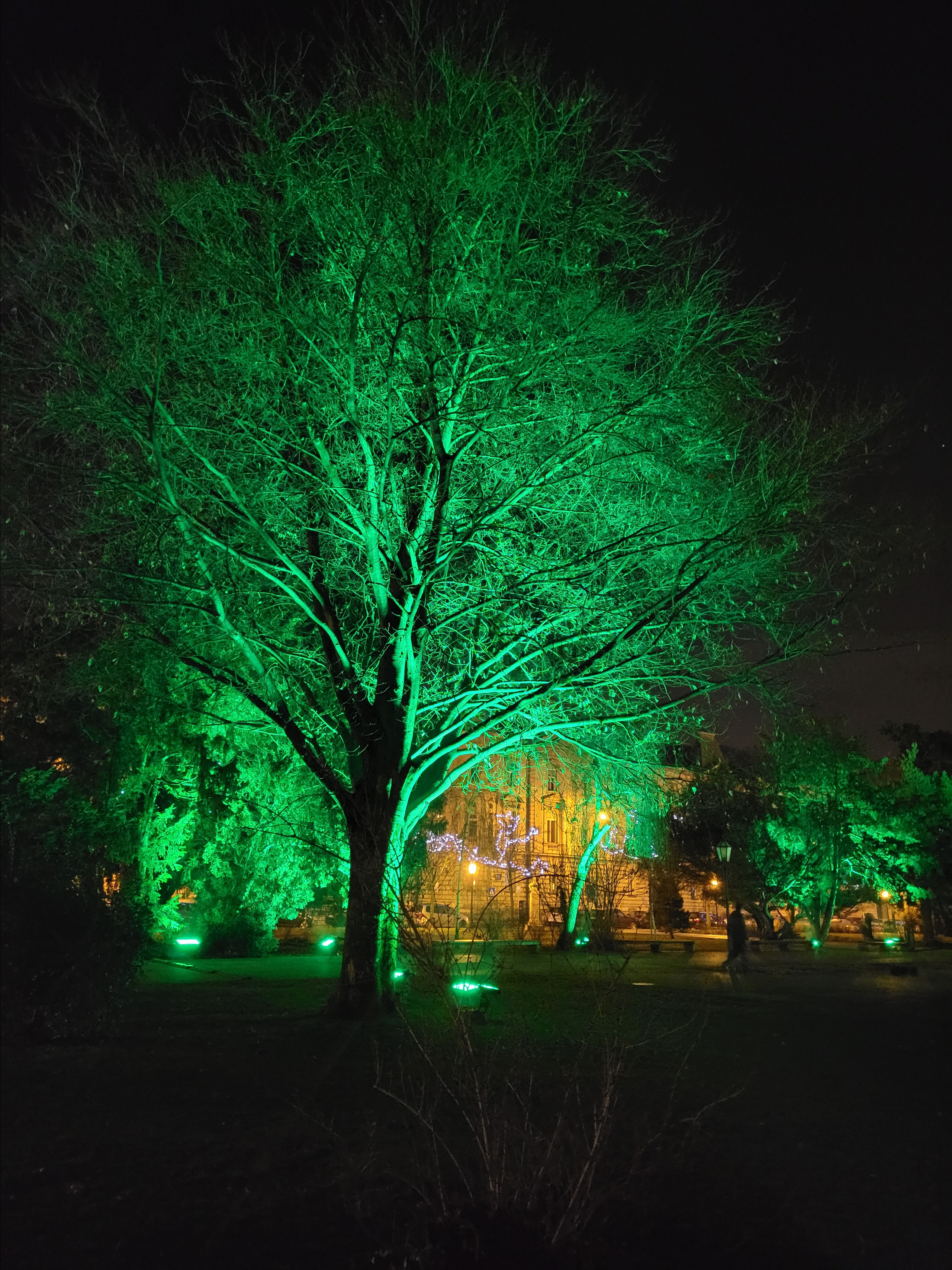 Сказочный лес