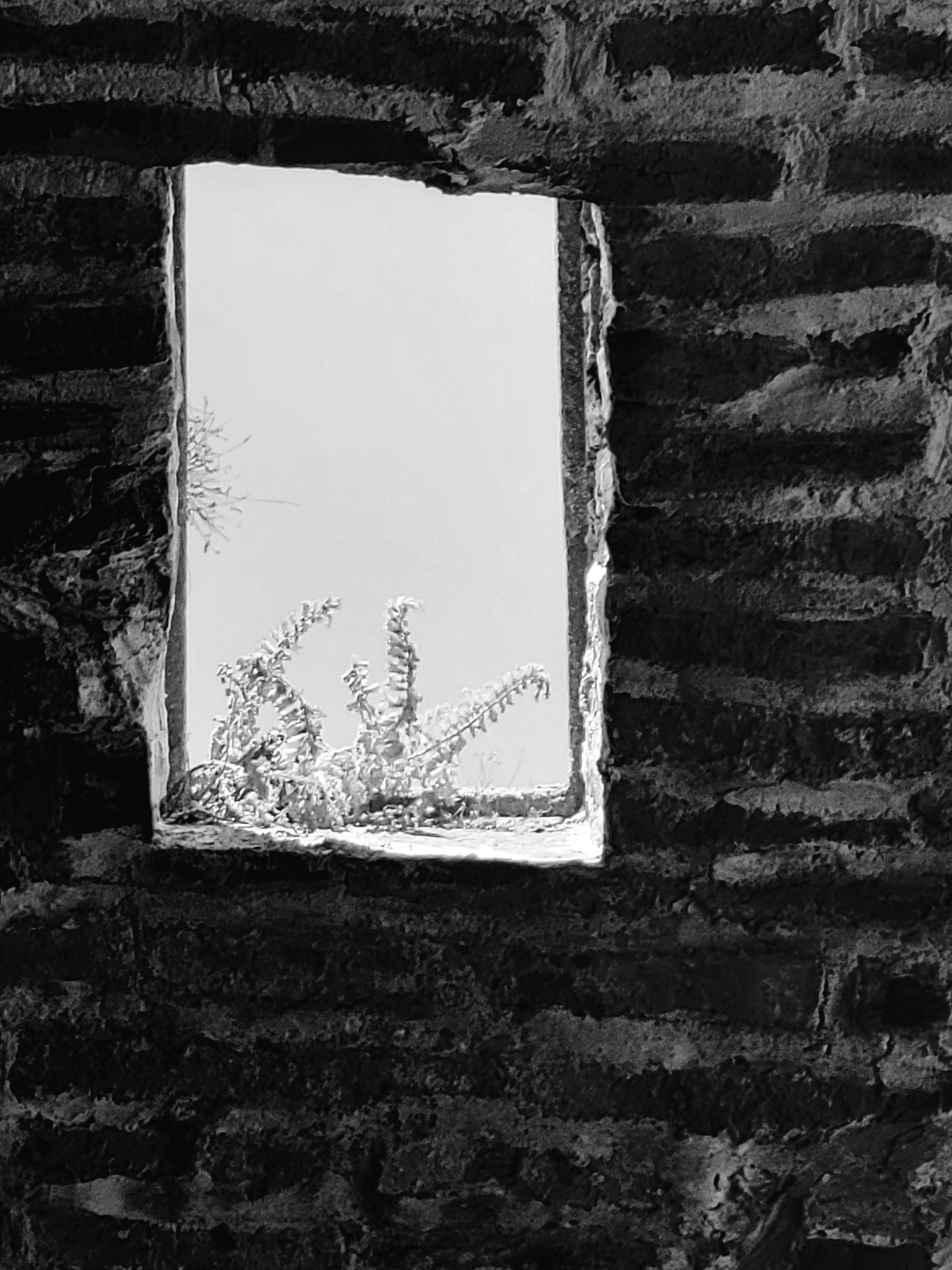 И на камнях растут... растения