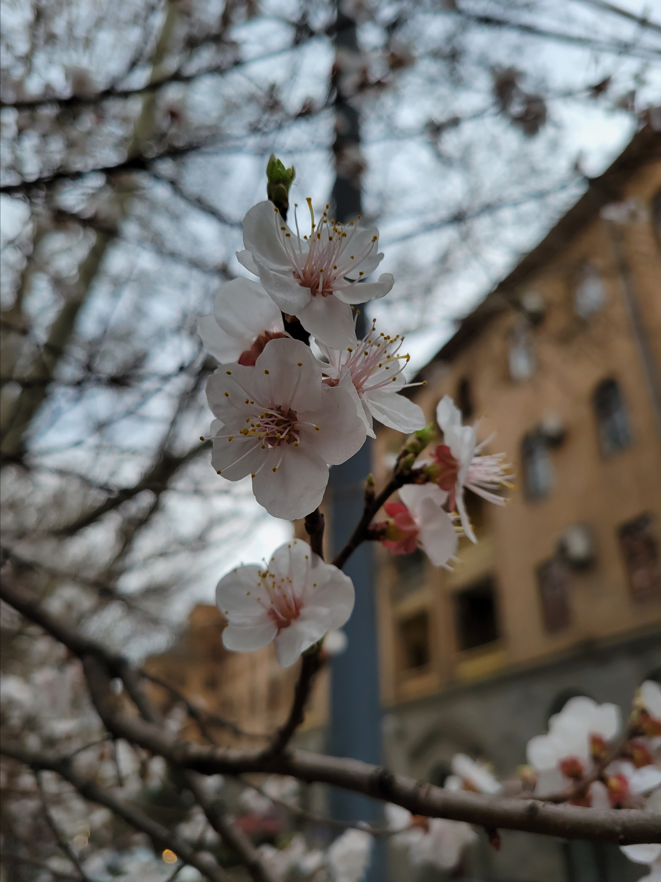 No leaves on the tree, but a lot of flowers