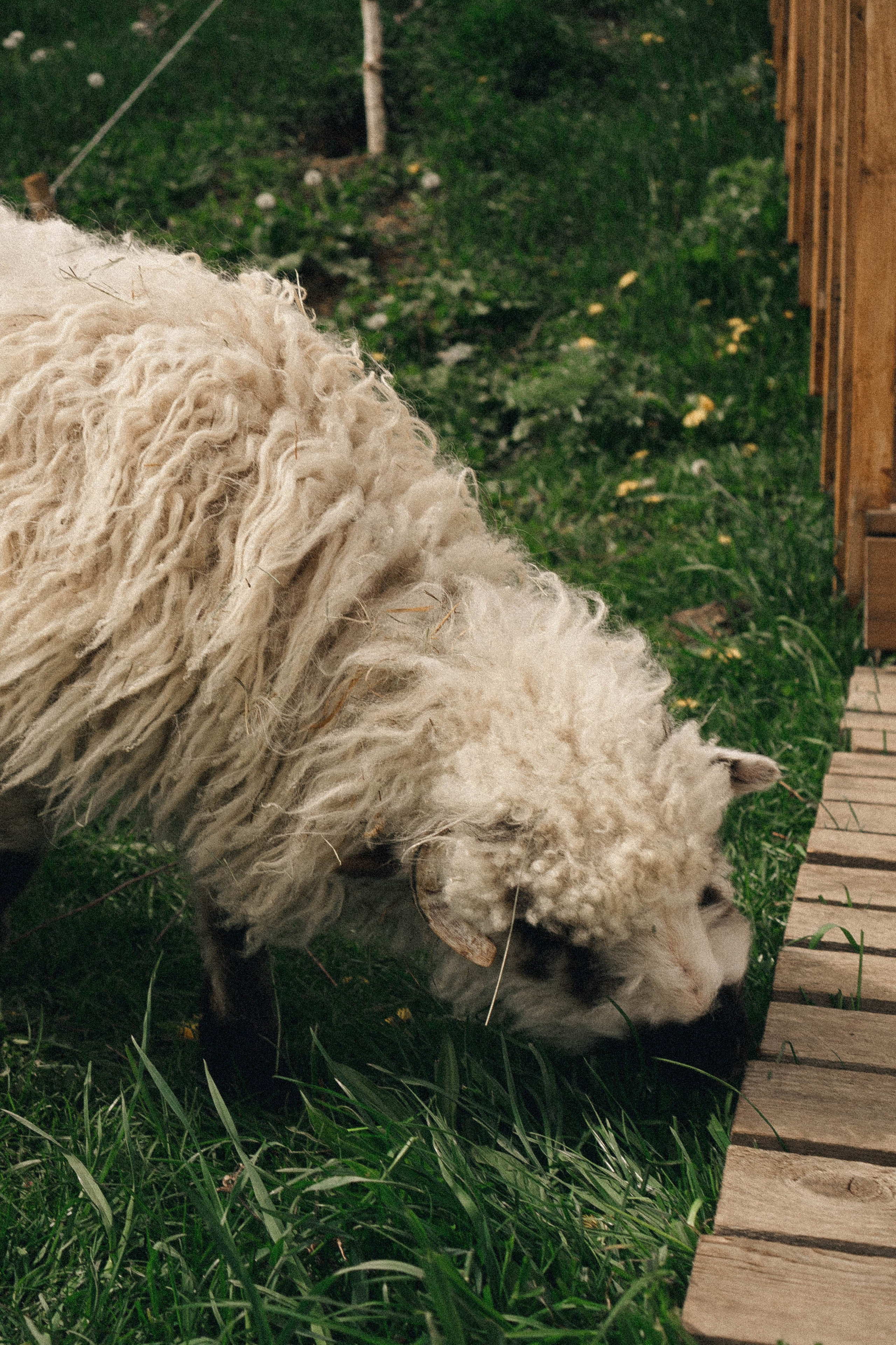 Ферма Альпак. Профессиональный фотограф, Санкт-Петербург — Виктория Богомолова
