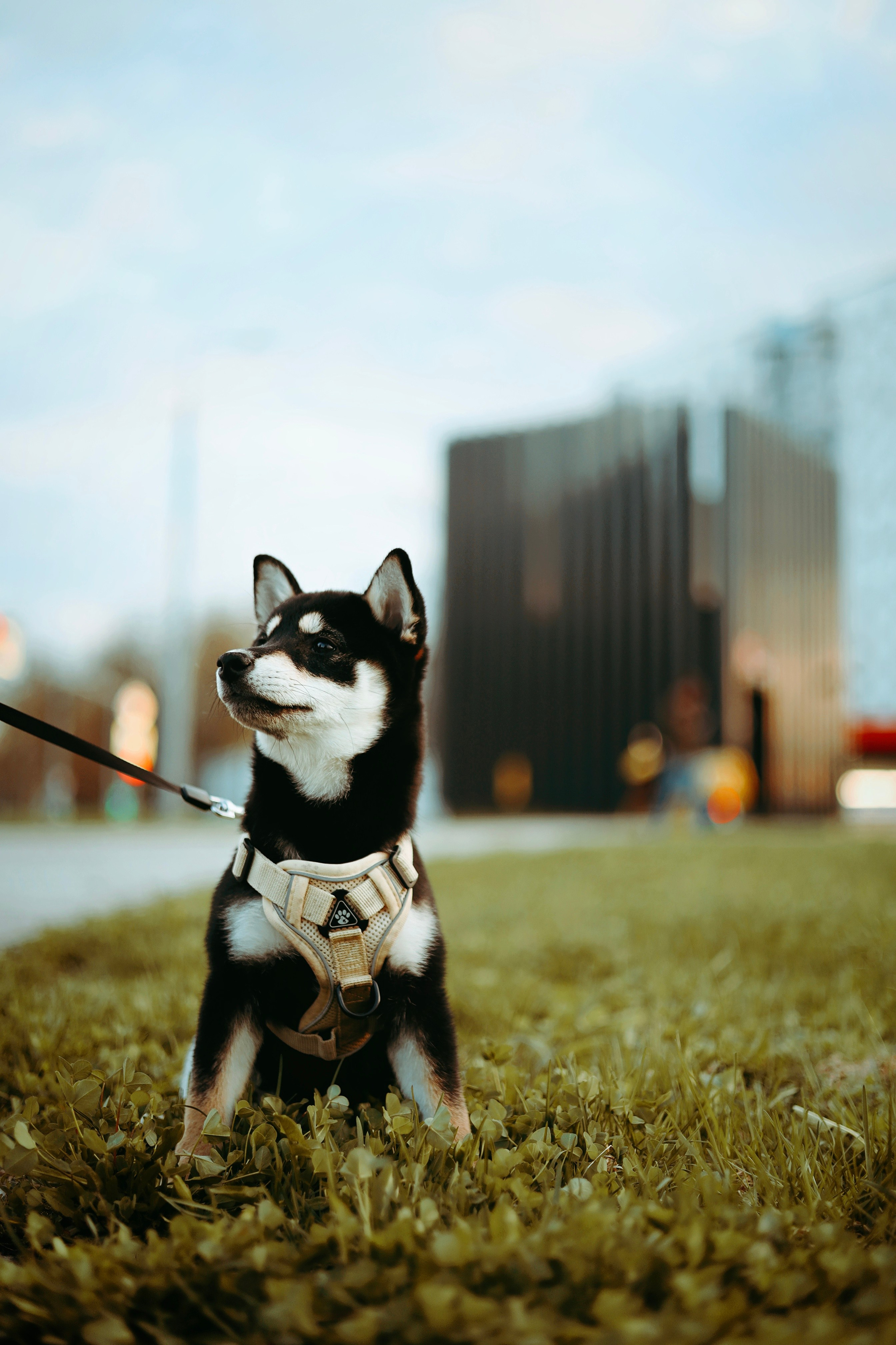 Puppy. Фотосессии в Москве и Санкт-Петербурге, а также по столицам стран Евро
