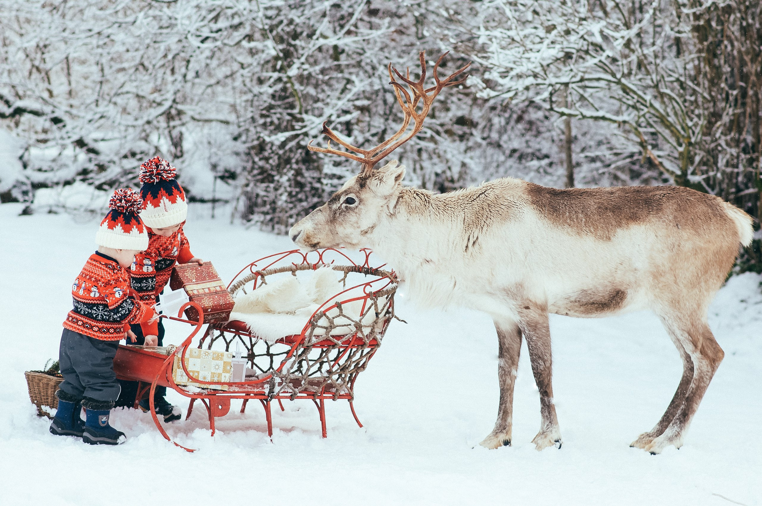 Съемка с животными в Авенсисе. Семейный и детский фотограф и видеограф в Санкт-Петербурге Веденина Юл