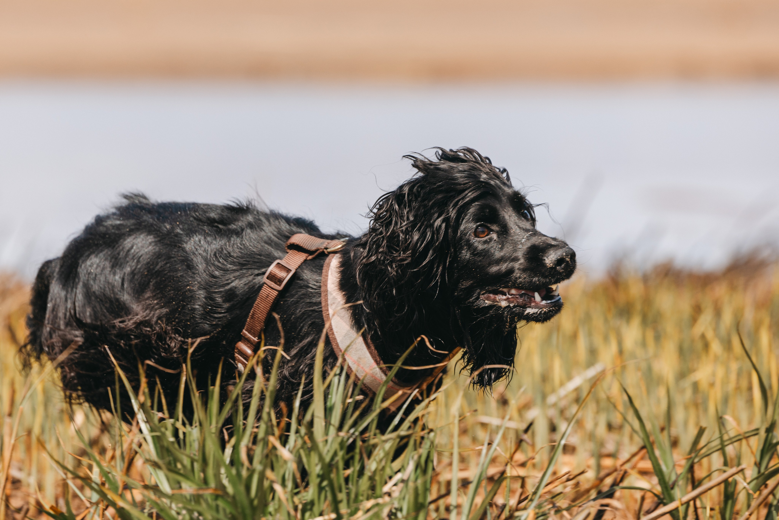 Спанимания. Фотограф анималист Осипчикова Мария