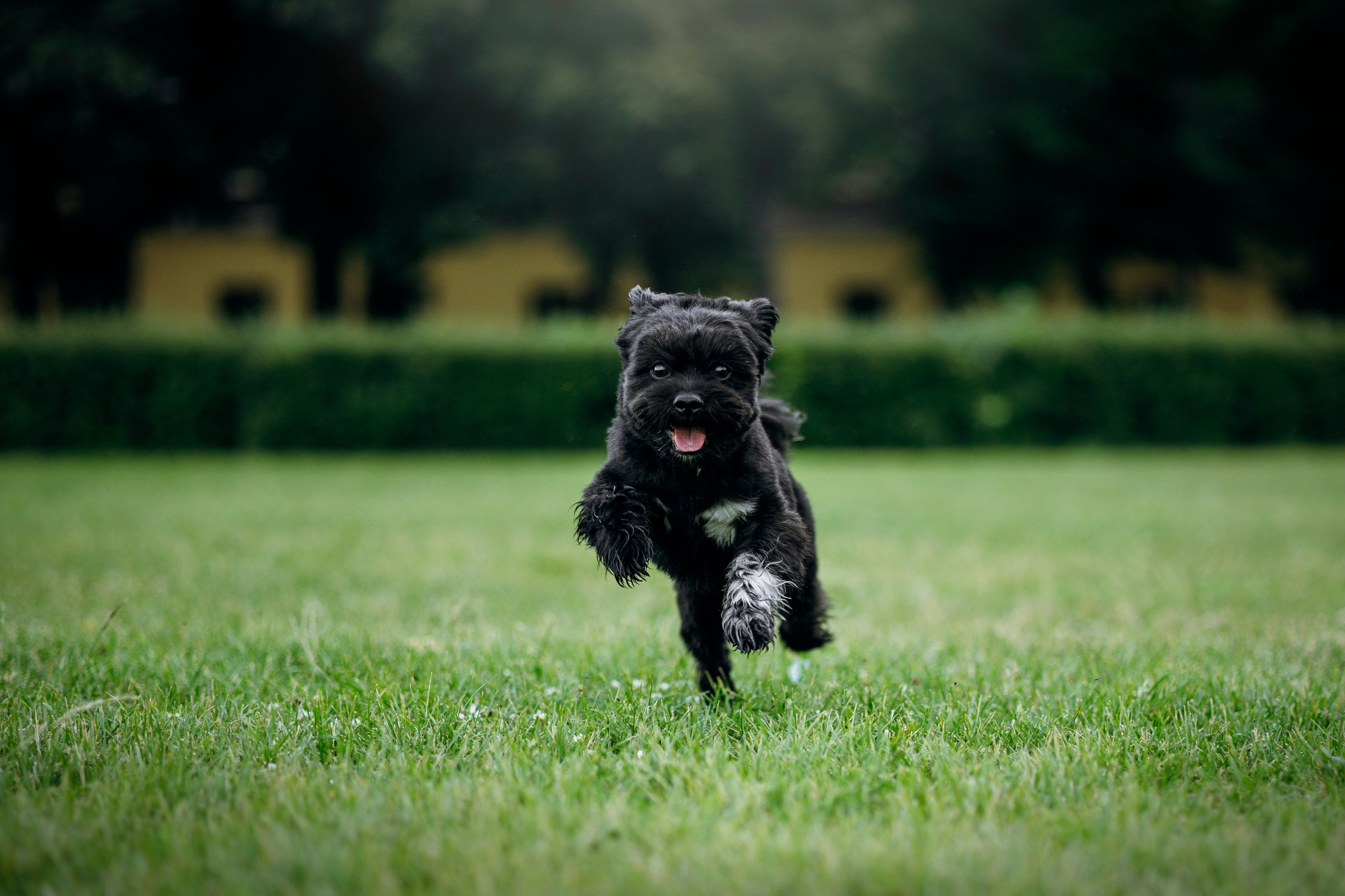 Даша и Борис. Фотограф — Анималист | Санкт-Петербург