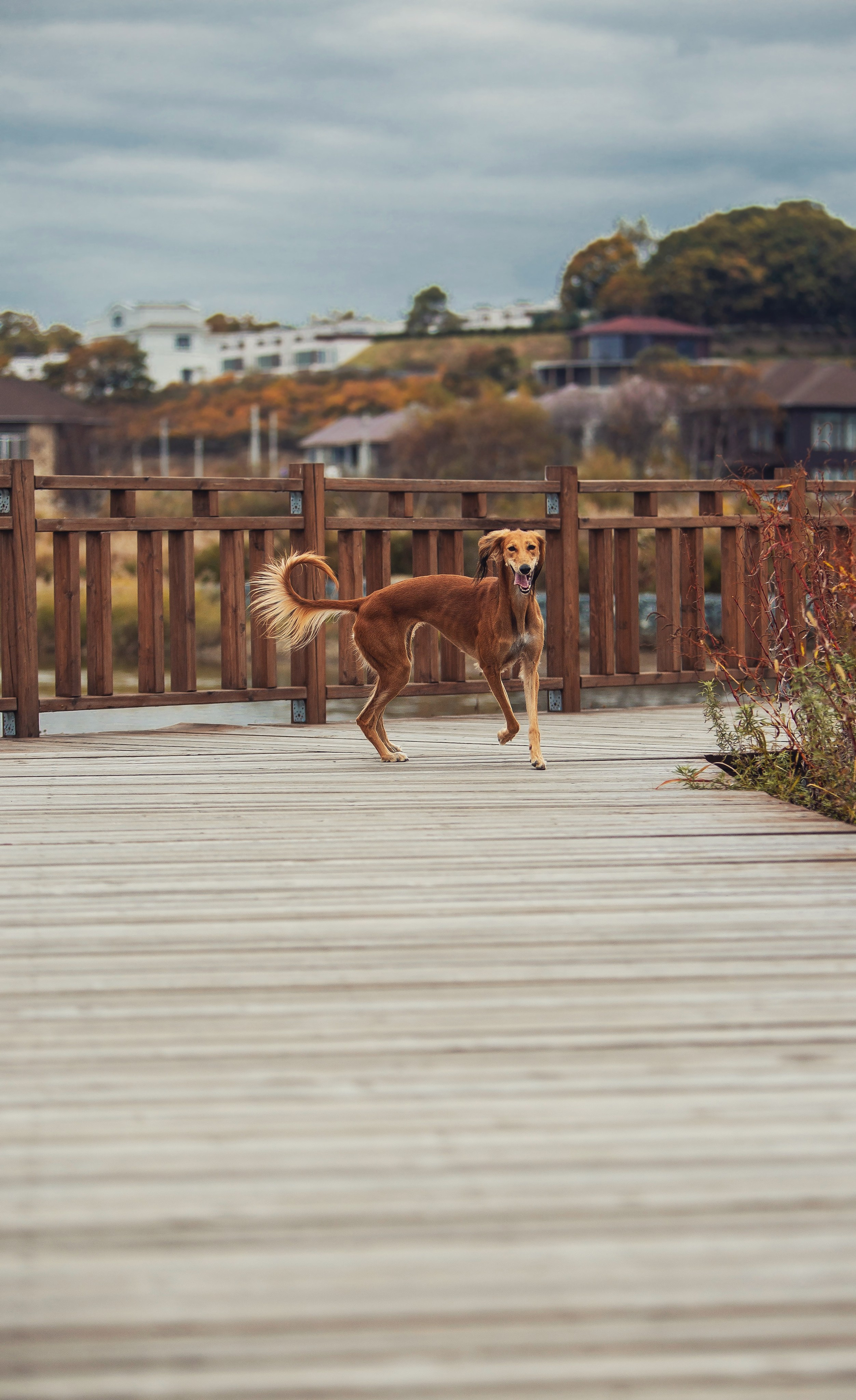 Экстерьерная Съёмка. Семейный фотограф анималист г. Находка