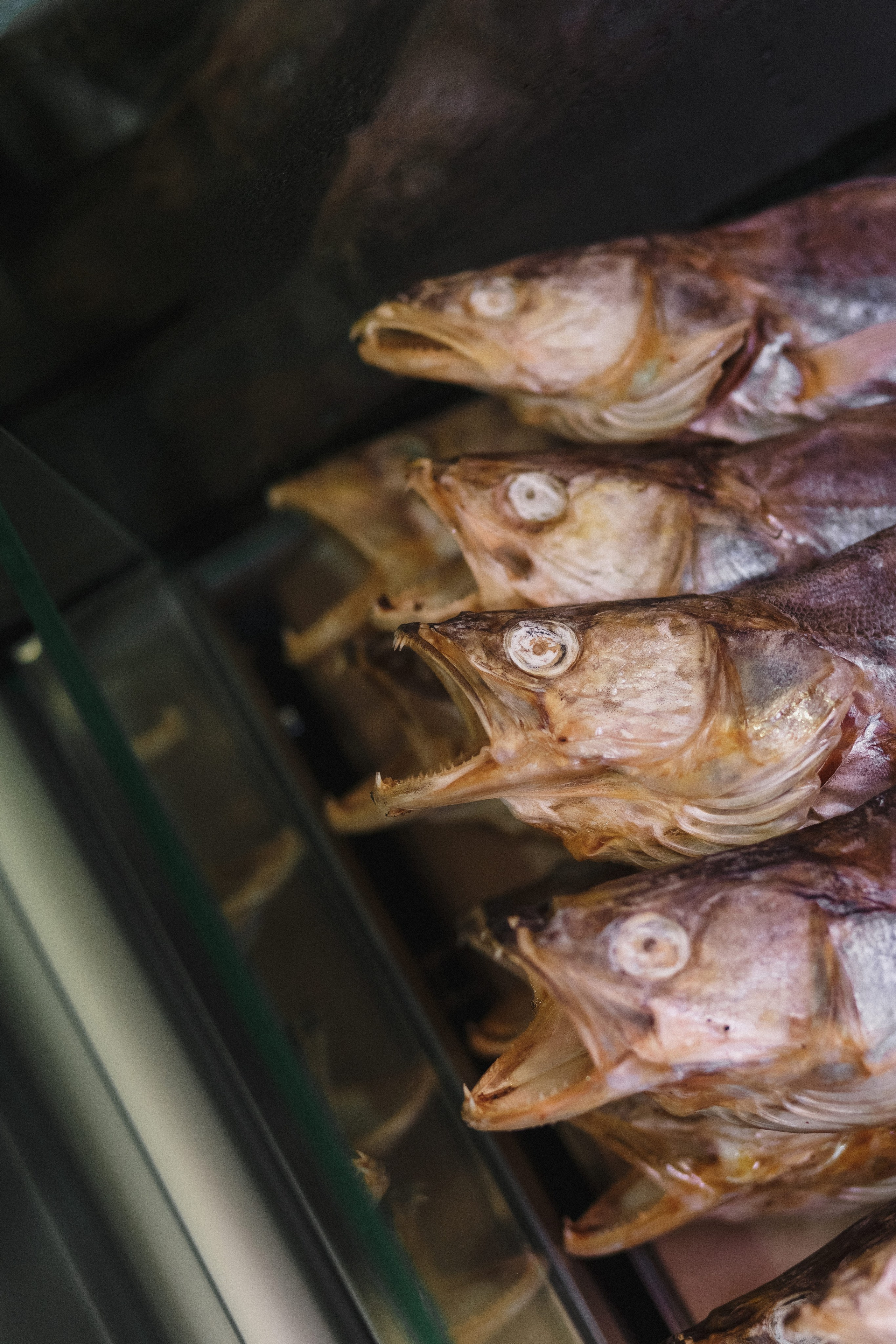 Открытие Сети Магазинов морепродуктов 'Дикая Устрица' в Таганроге. Свадебный и семейный фотограф в Таганроге Бакарюк Антон