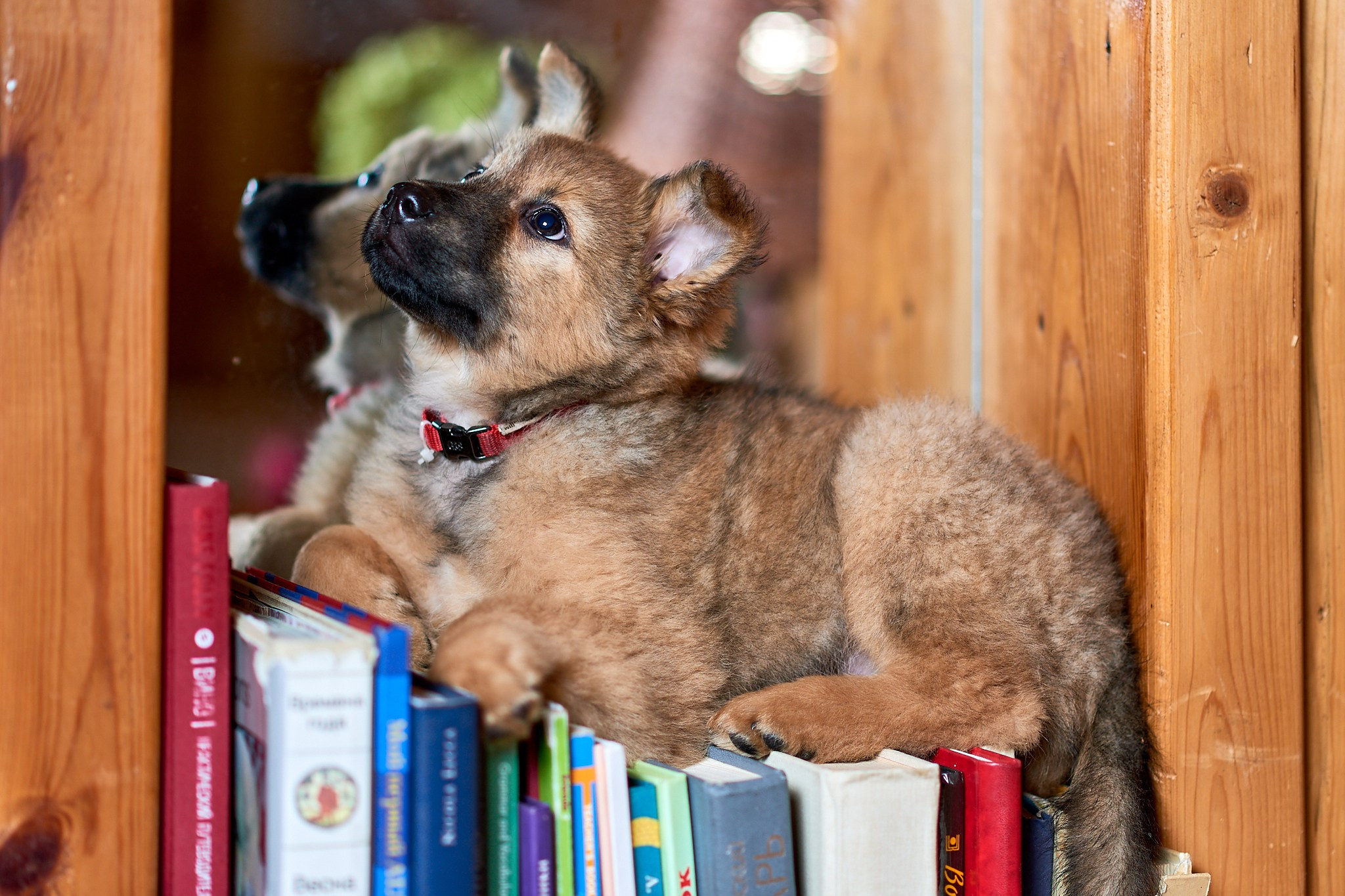 Фотосъемка животных