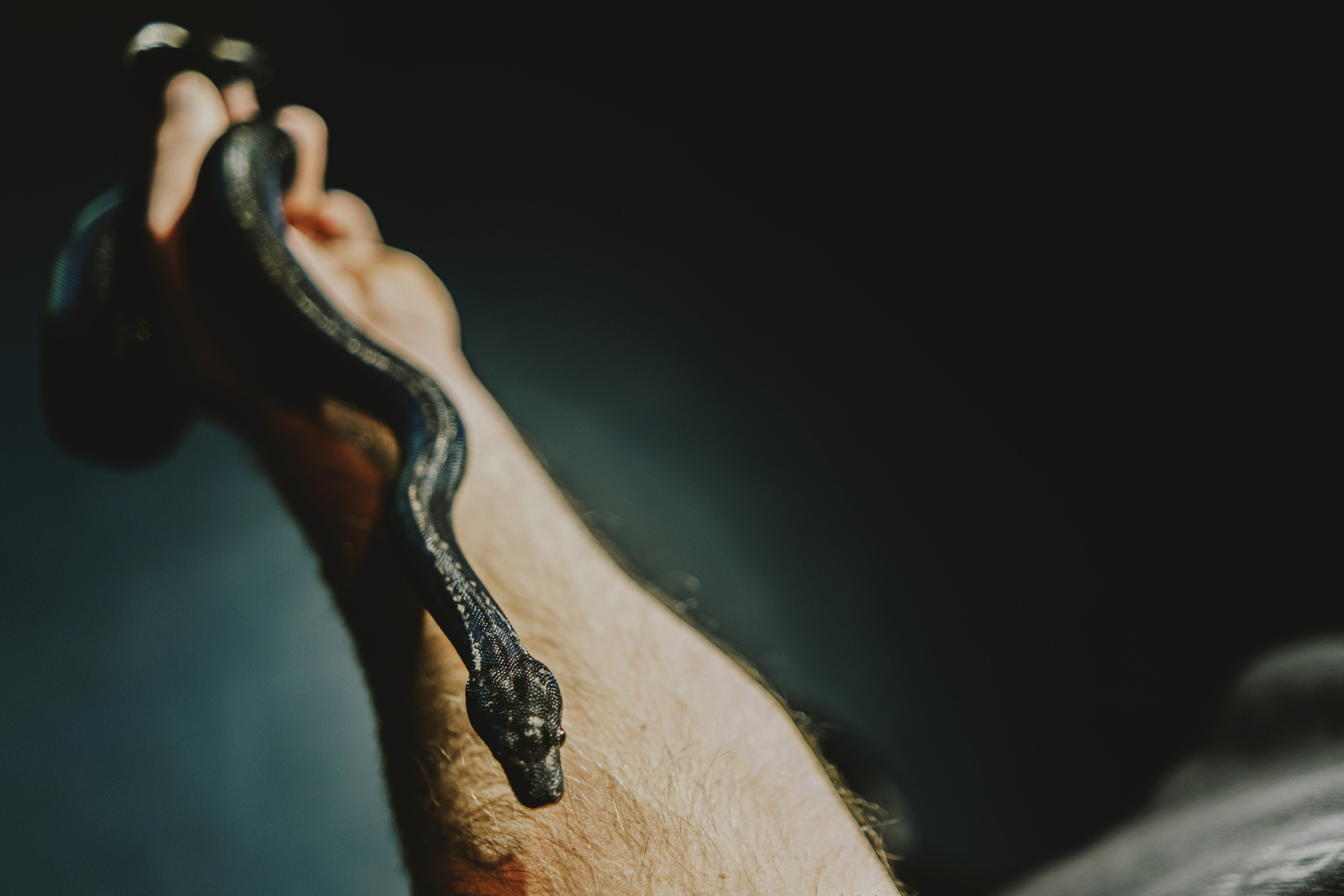 Дом Драконов. Nattie.ph