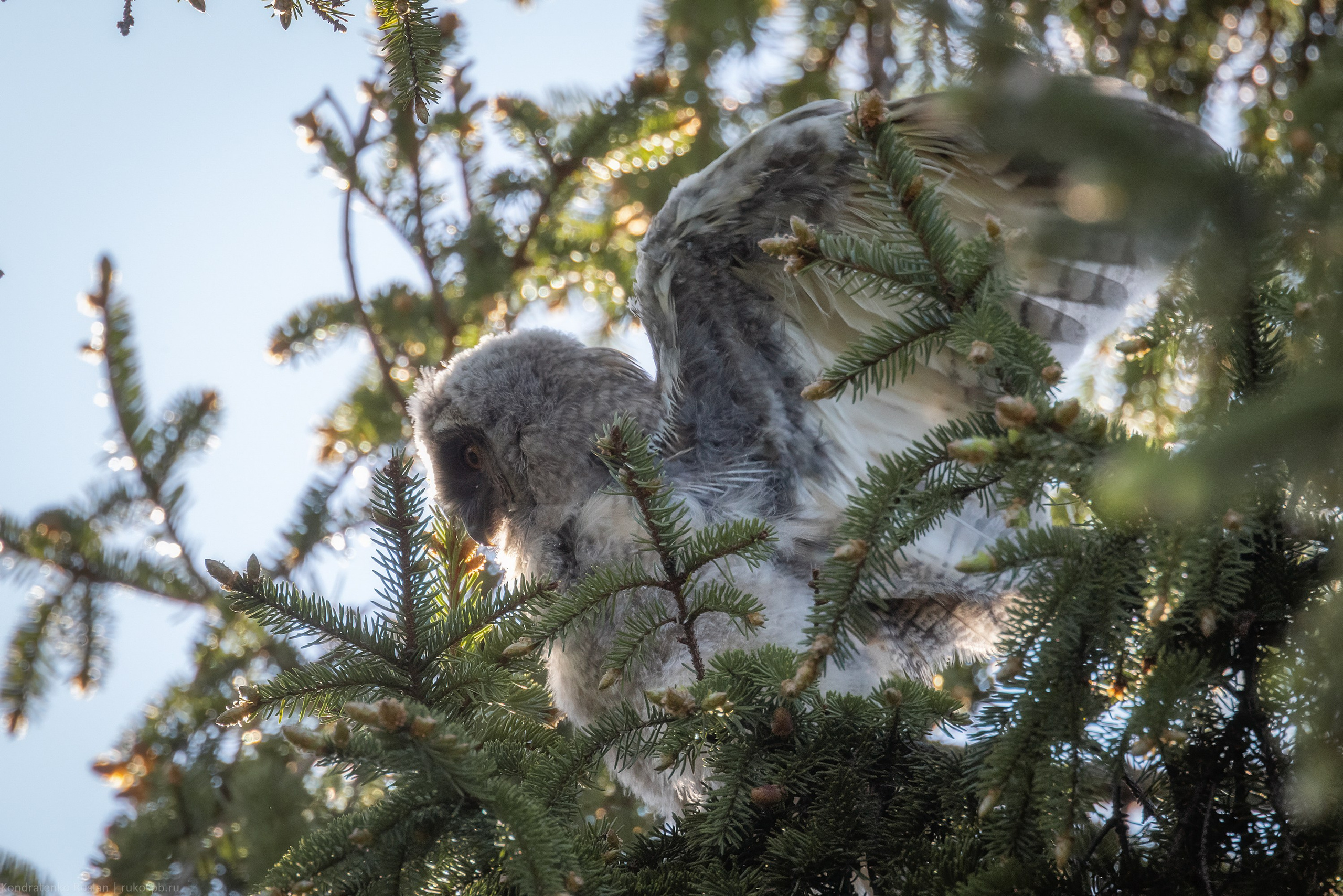 Ушастая сова. Архитектурный и пейзажный фотограф Кондратенко Руслан, Санкт-Петербург