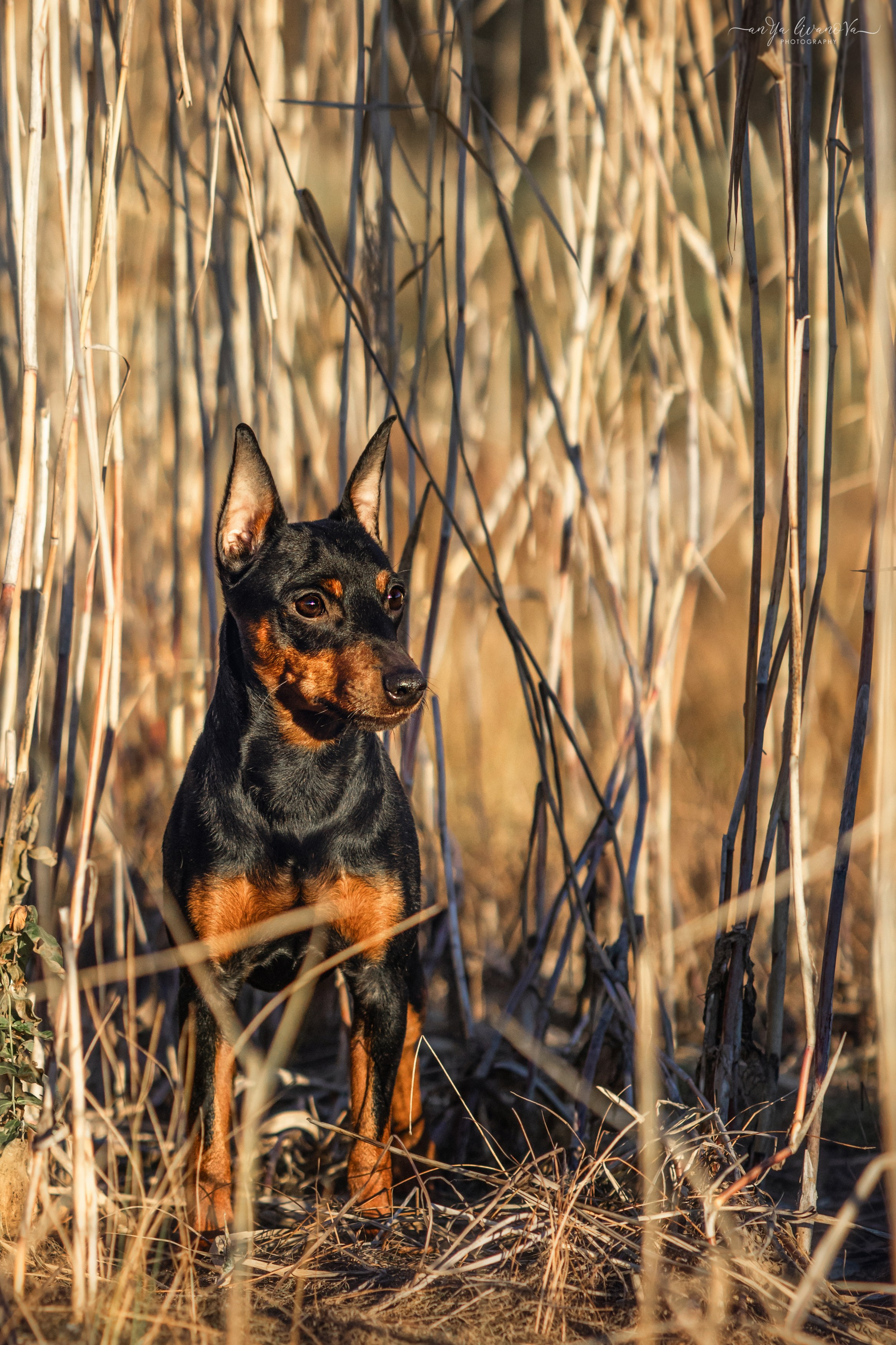 Лёня. Фотограф анималист Аня Ливанова | Рыбинск