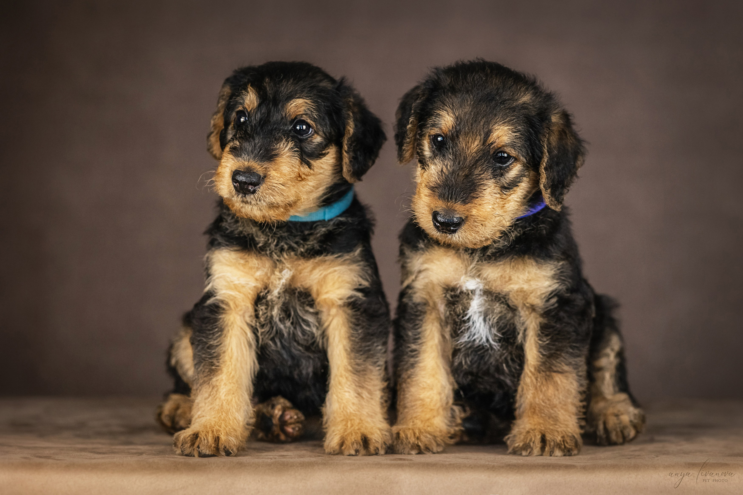 Эрдели. Фотограф анималист Аня Ливанова | Рыбинск