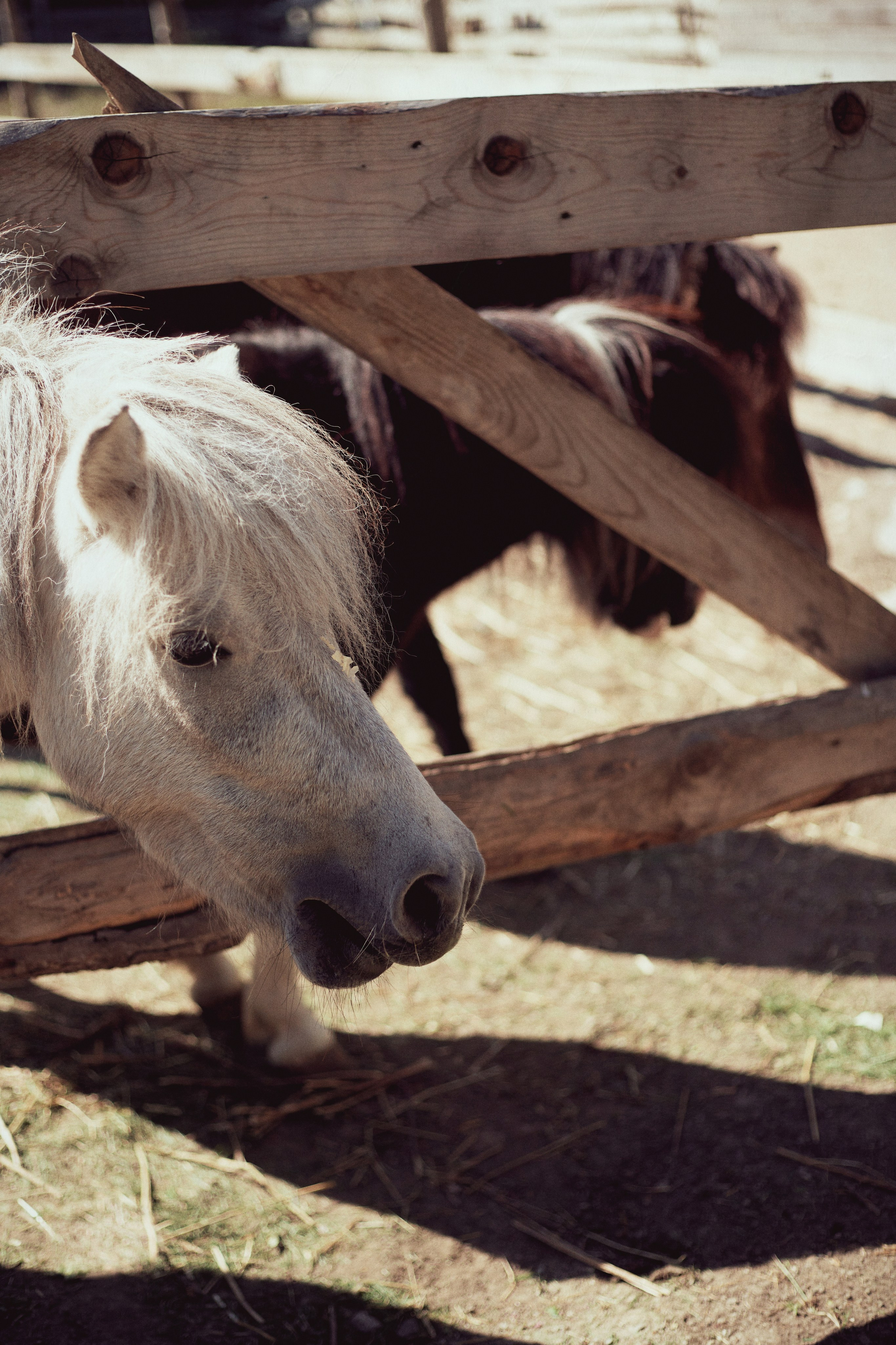 Зоопарк. Фотограф Ионова Анастасия, г Владивосток