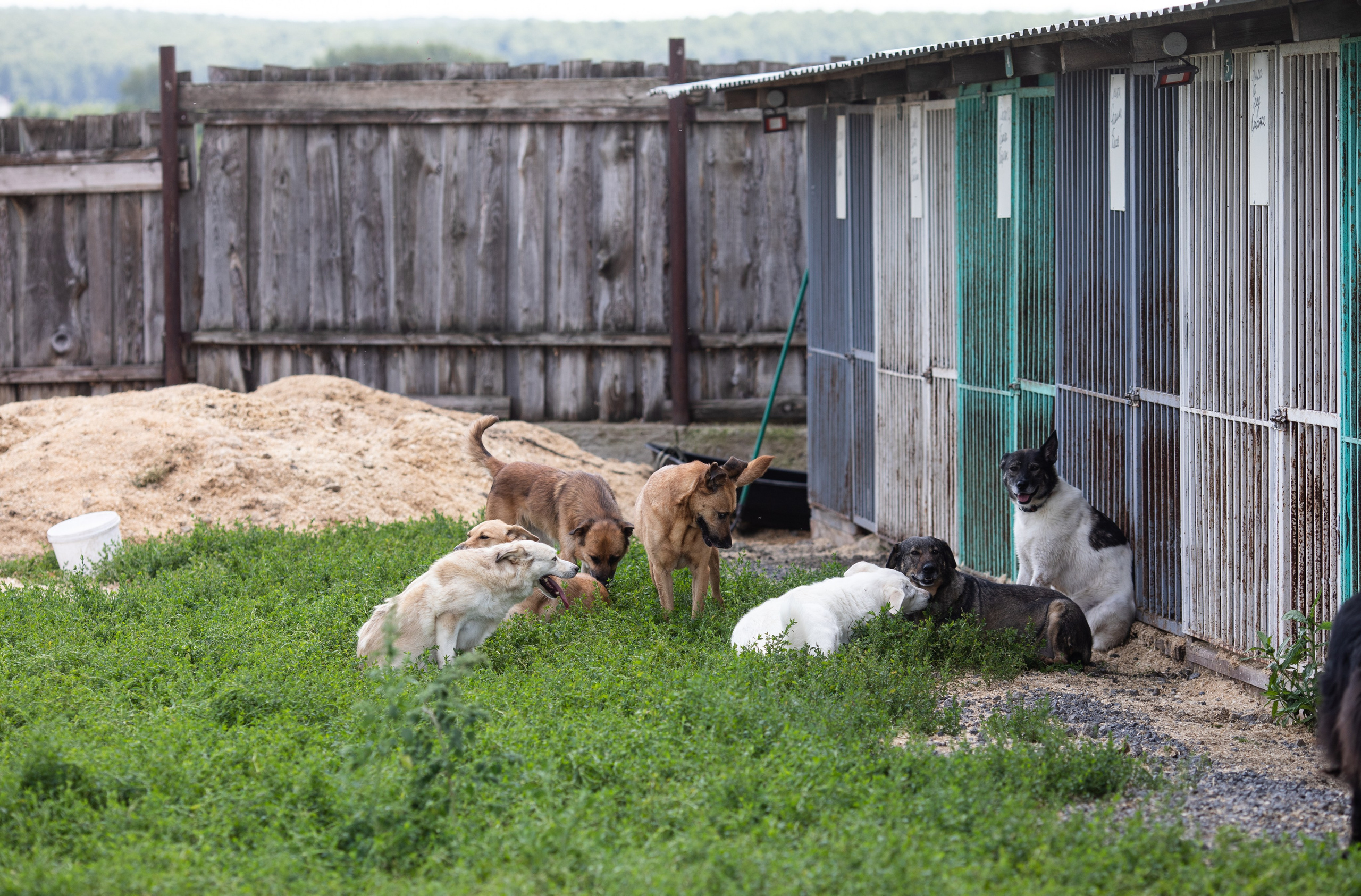 Приют — Наш дом. Репортажный и свадебный фотограф в Челябинске Елисеев Павел