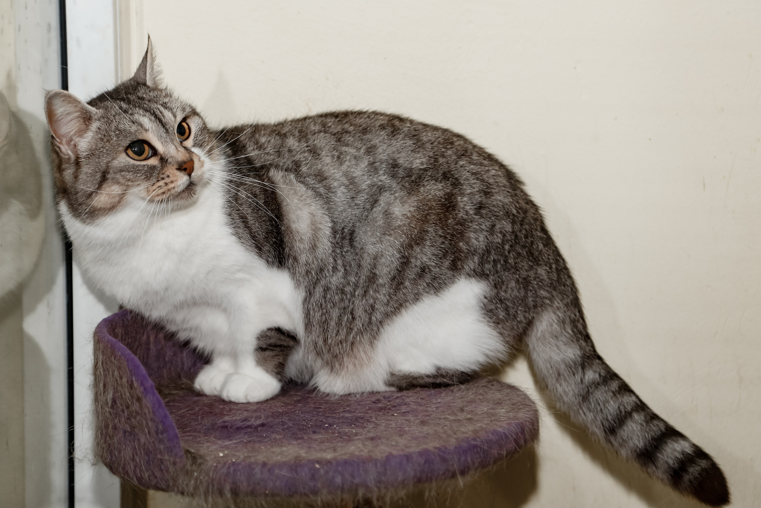 Приют Кошкин Дом Филимоша. Ваш фотограф в Оренбурге Рощупкина Екатерина