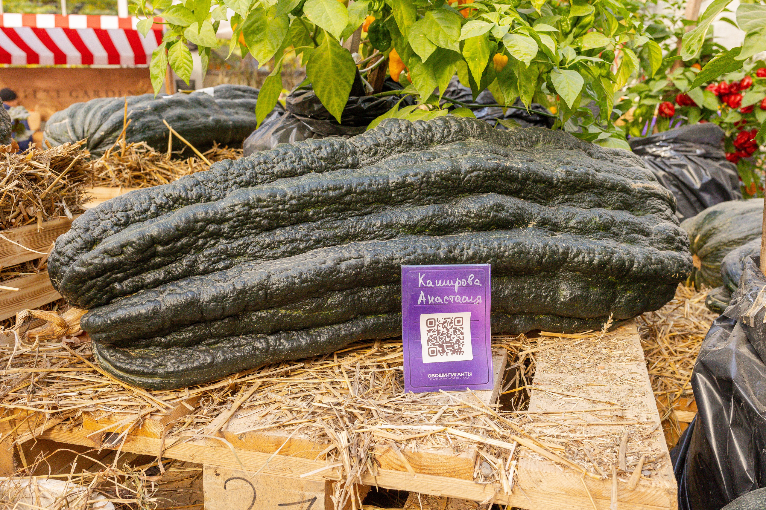 Овощи-гиганты. Александра Куликова фотограф, Москва