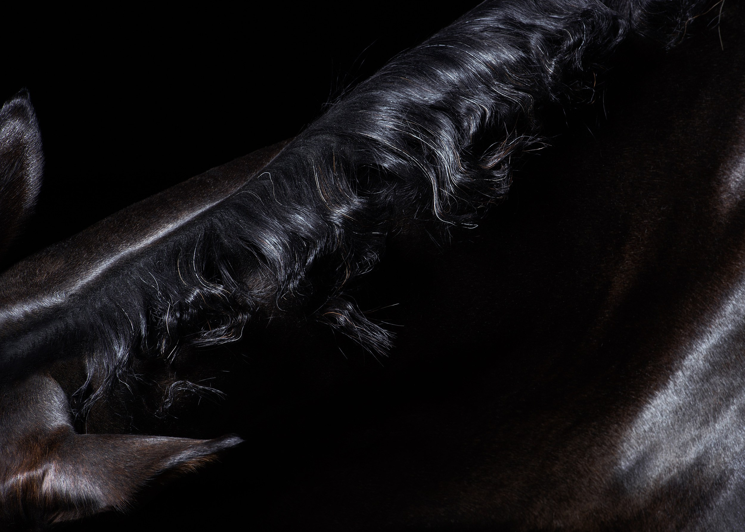 Лошади в студии. Лана Петрова, фотограф