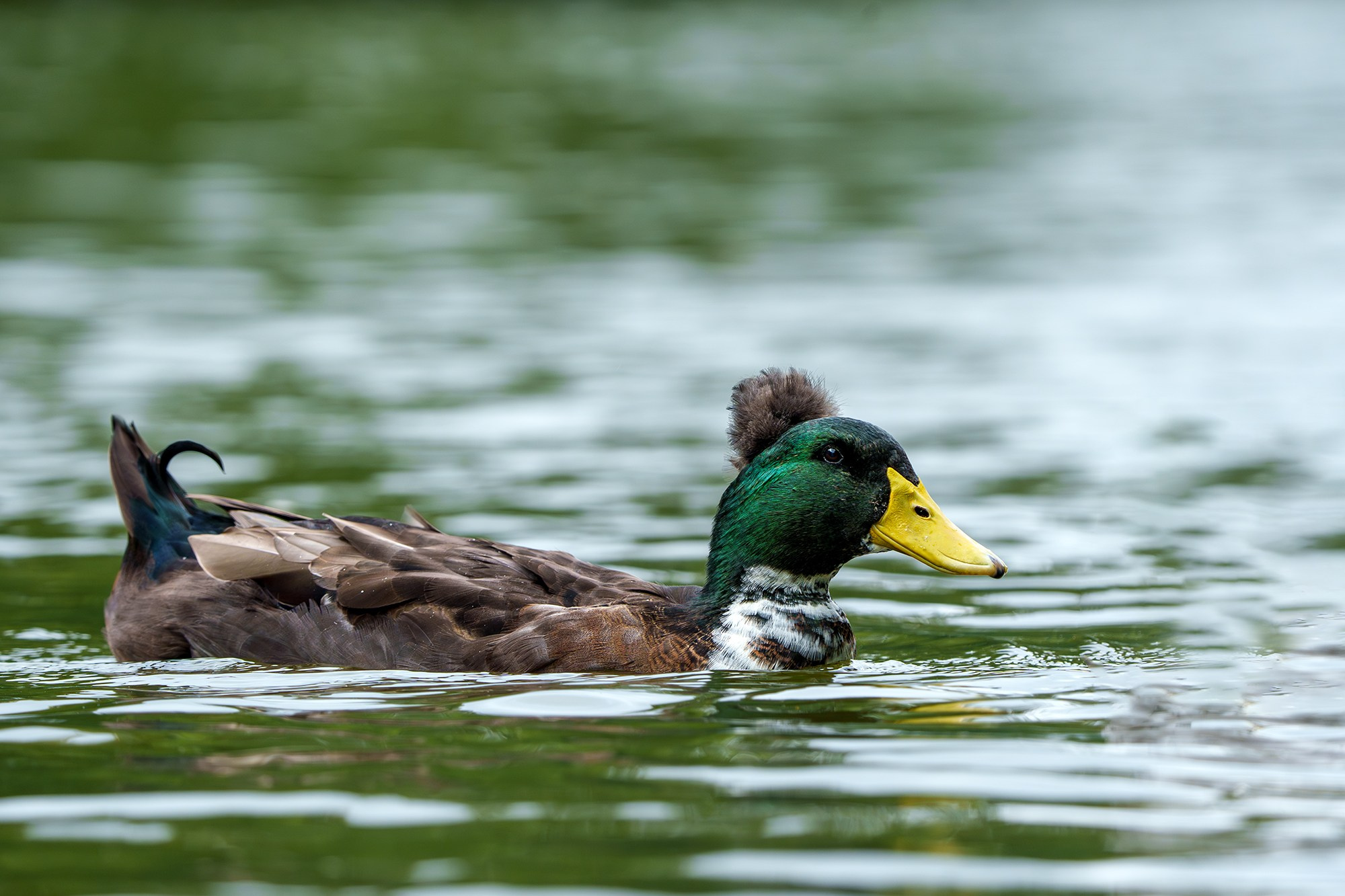 Удивительные мир птиц. Вокруг нас столько прекрасного — присмотритесь!. Ваш личный фотограф Марина Волкова