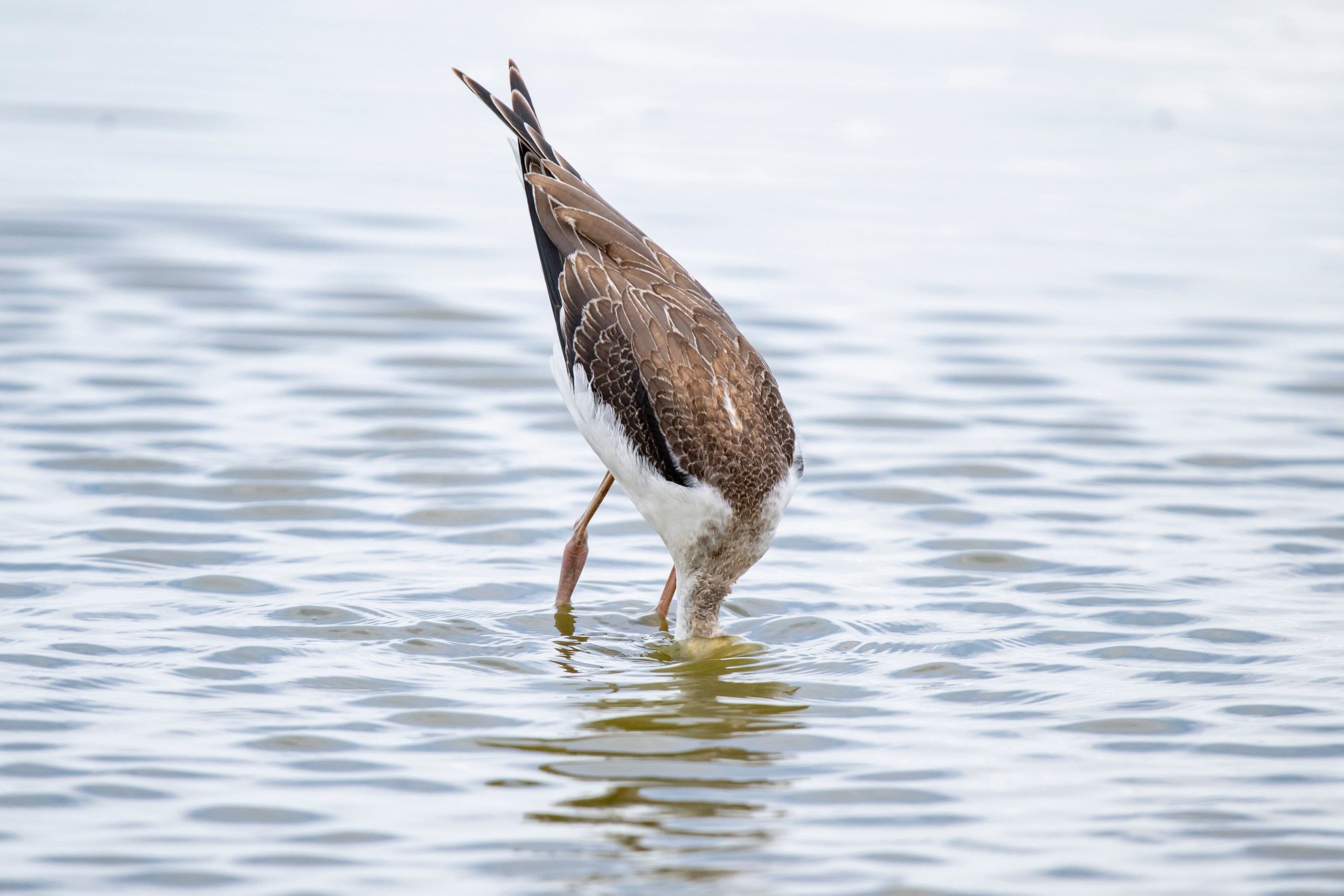 Природа Дагестана, сентябрь 2024. Foto-Zuev фотография как искусство