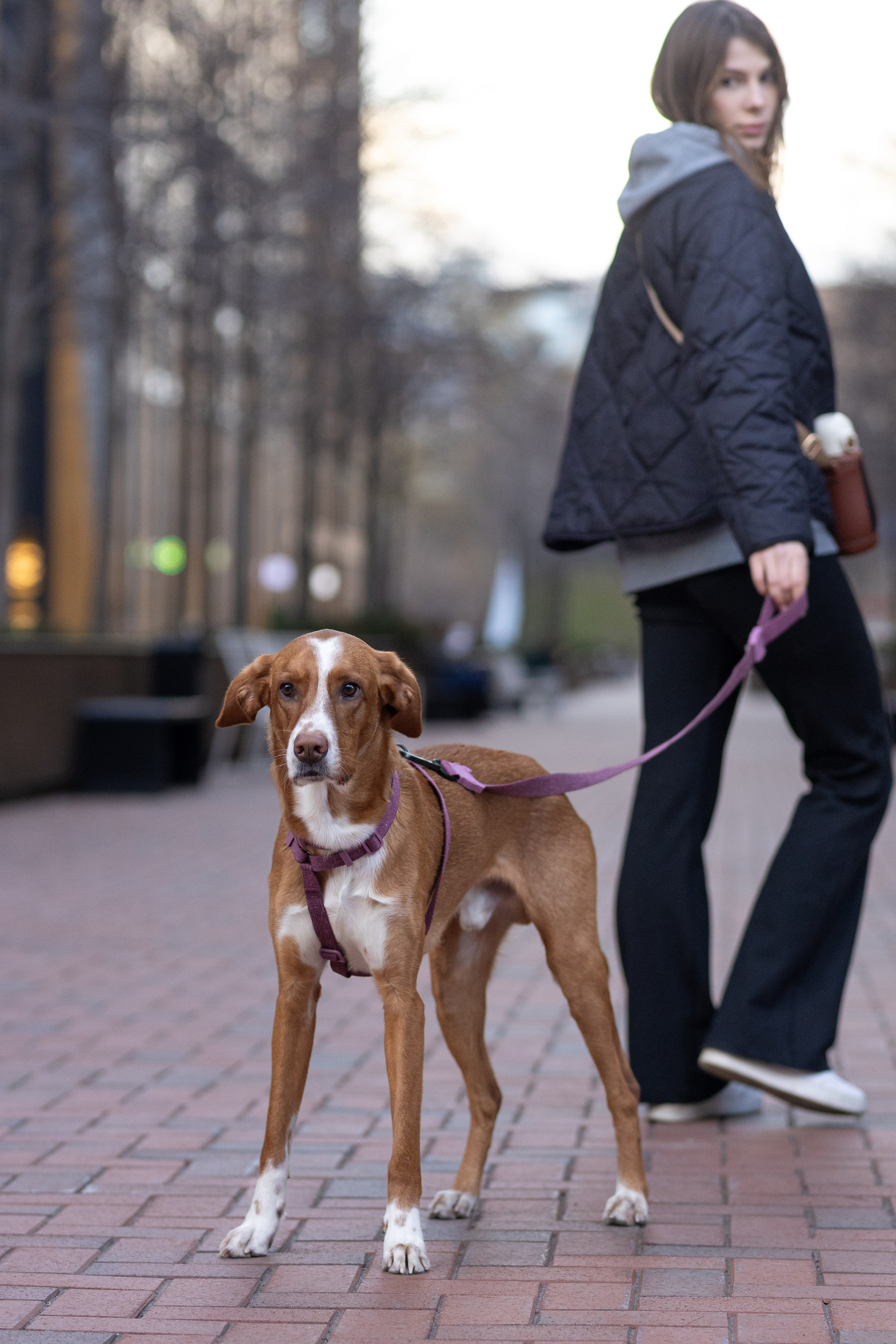 Съемка для бренда ZeeDog. Фотограф-анималист в Москве Кириллова Татьяна