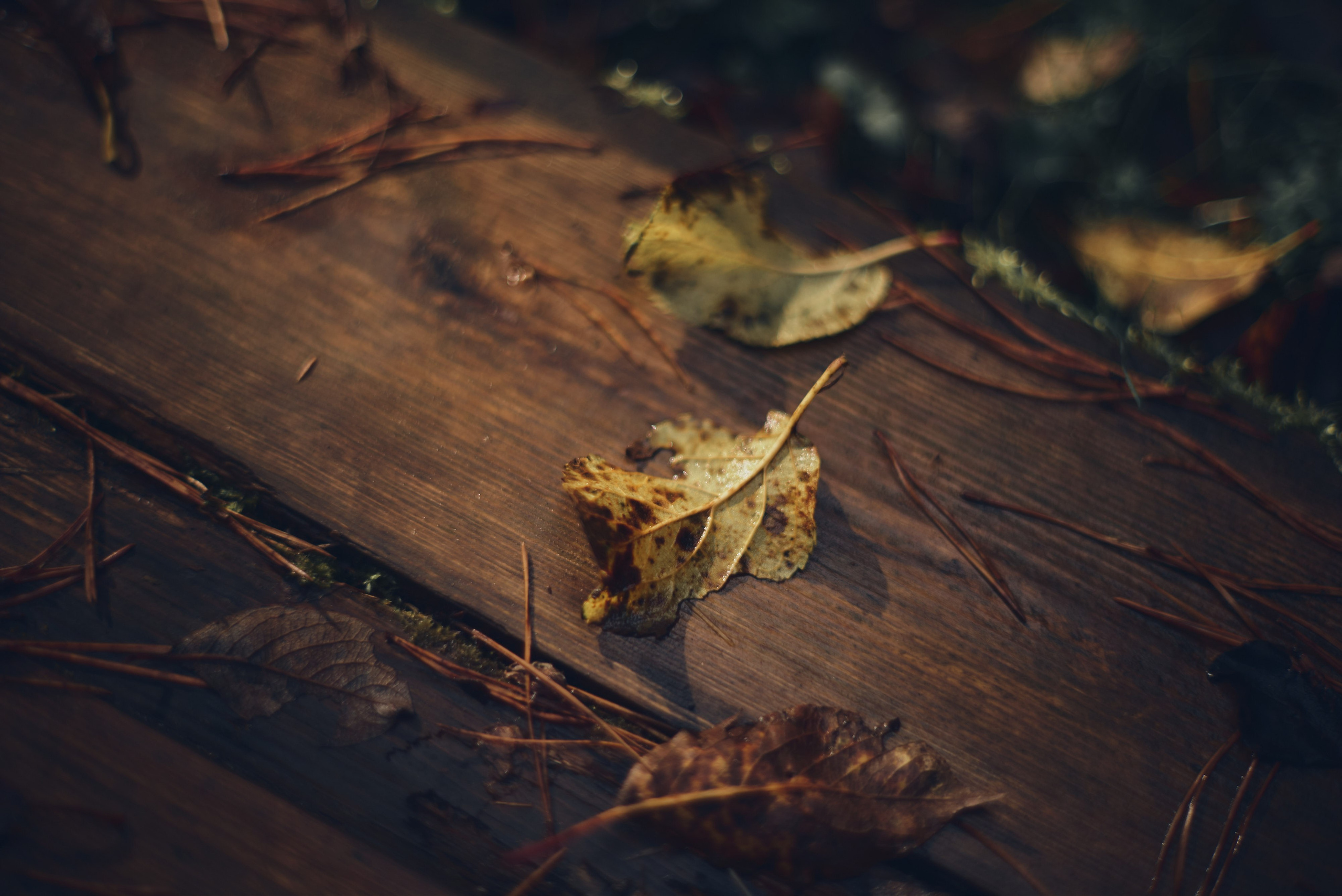 Осенние пейзажи Никола-Ленивца