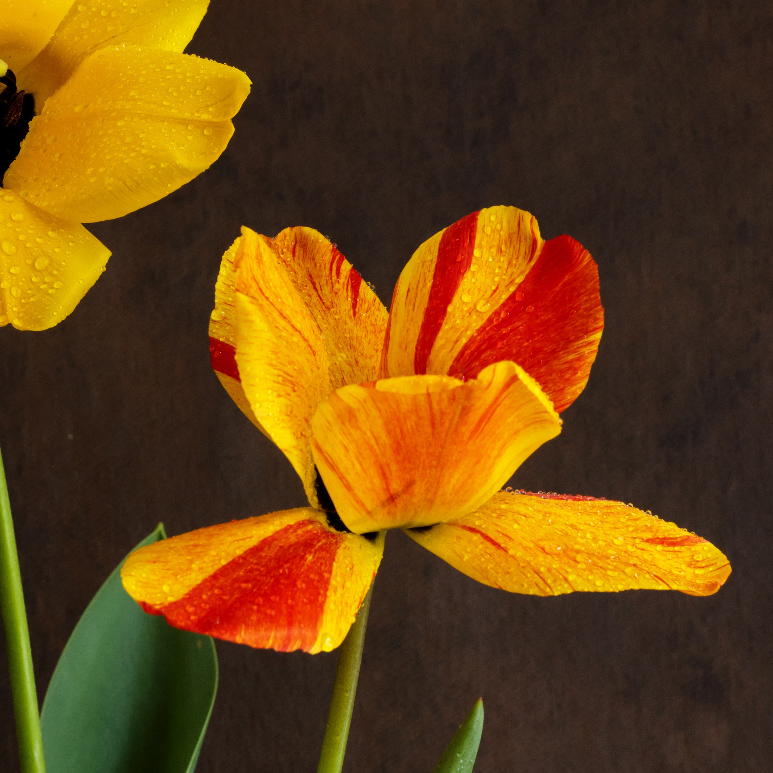 Yellow Mood. Author’s fine art prints with international delivery