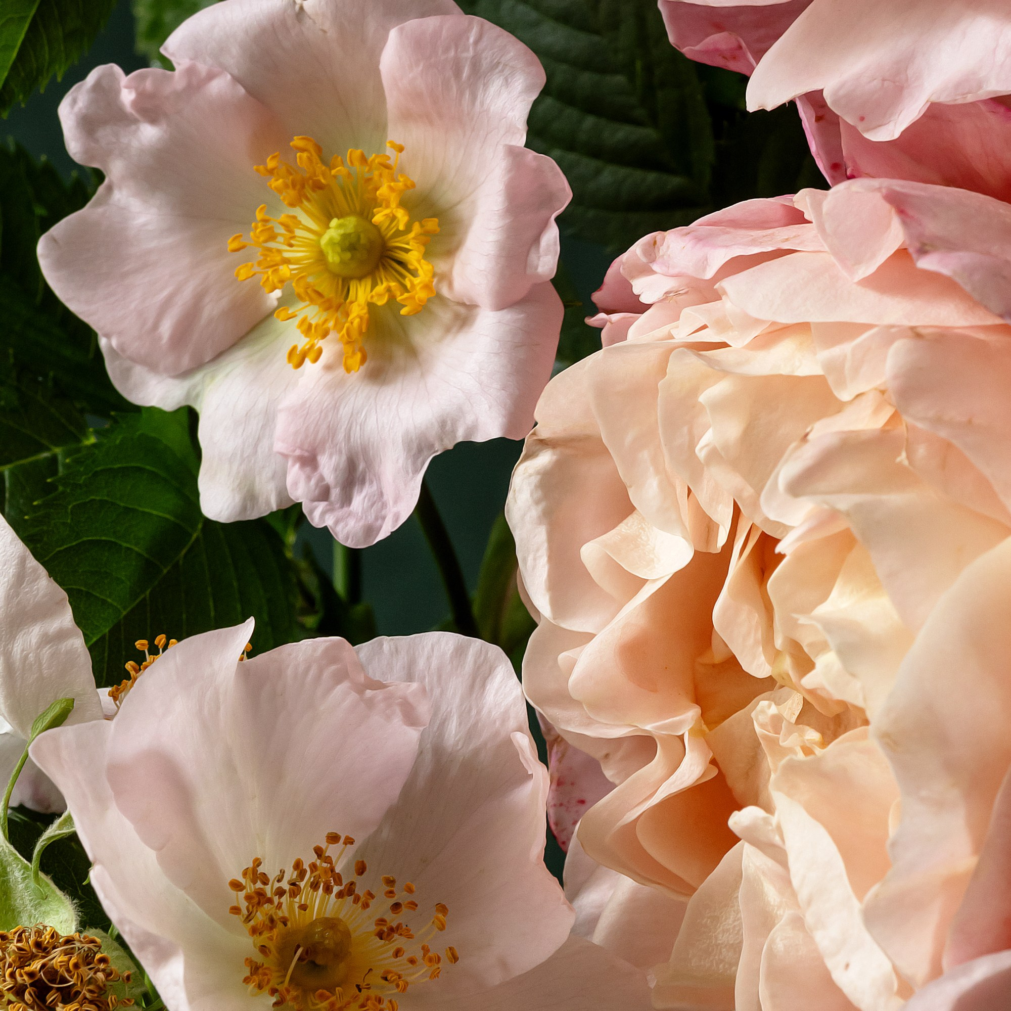 Silk Nectar. Author’s fine art prints with international delivery