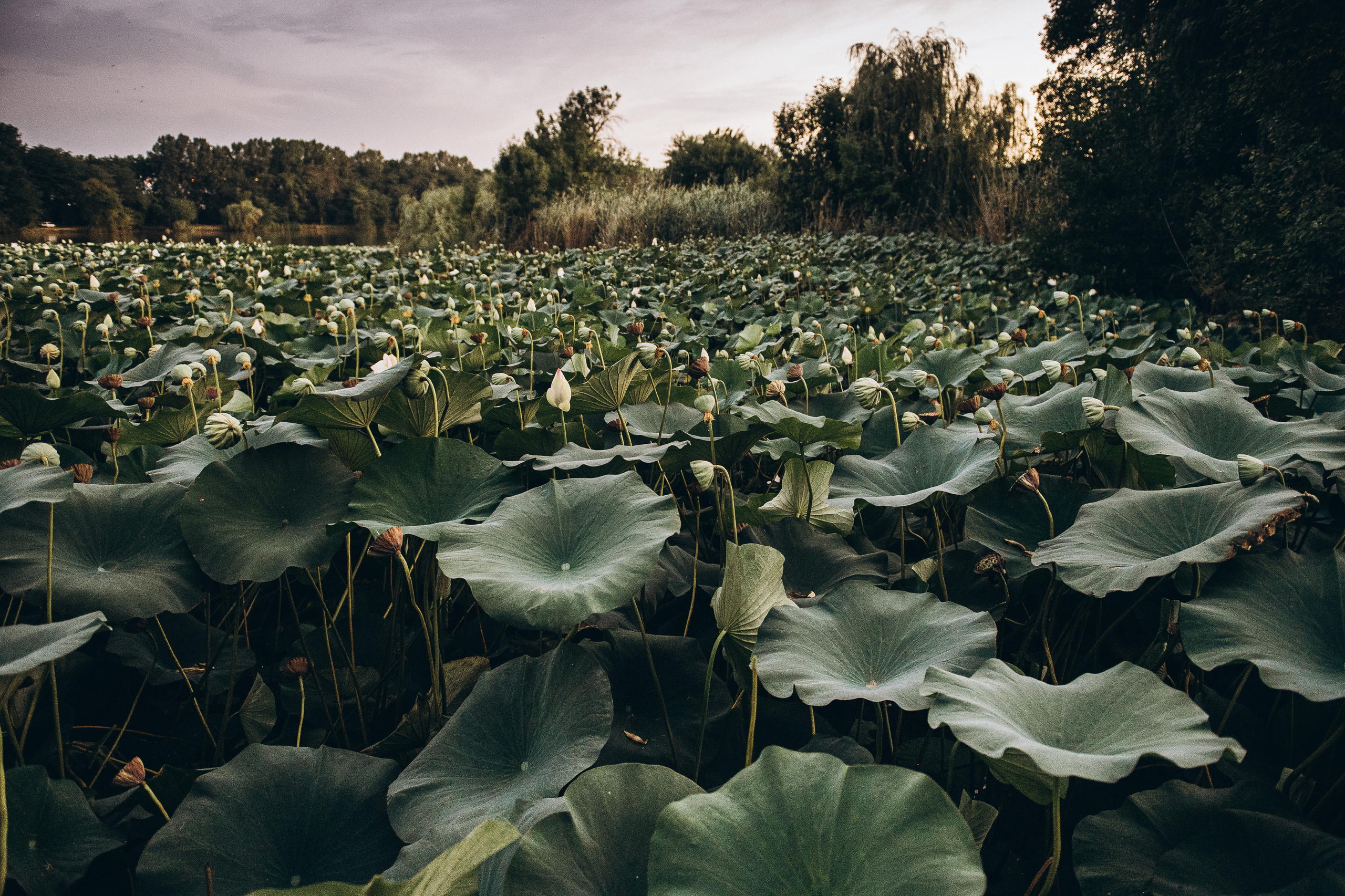 Индивидуальная съемка. Лотосы. Фотограф Котова Валентина