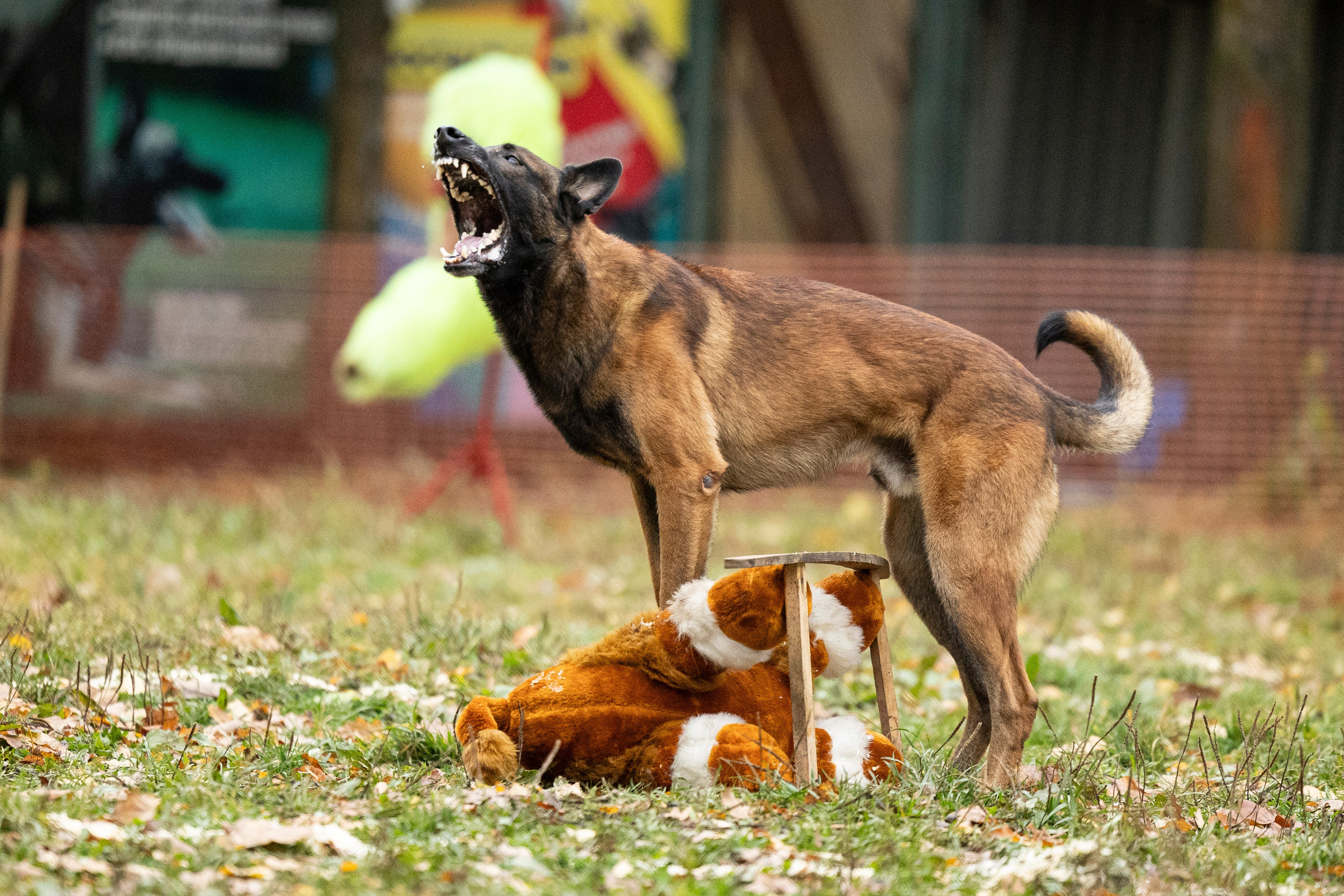 Соревнования по Мондьорингу г. Вологда. Фотограф-анималист Анна Маринич