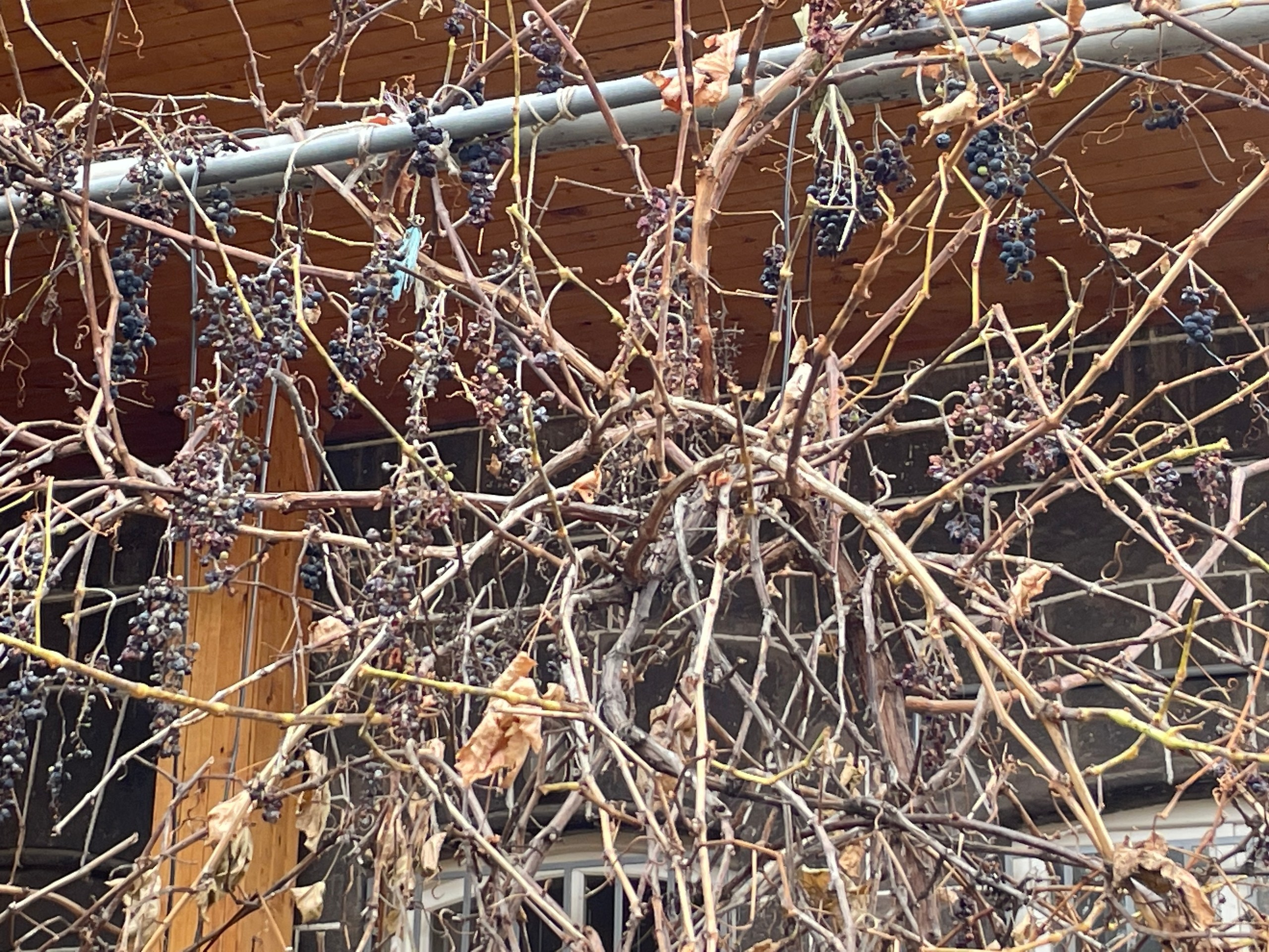 Армения | 16-19.11.2023. Галерея Фантим