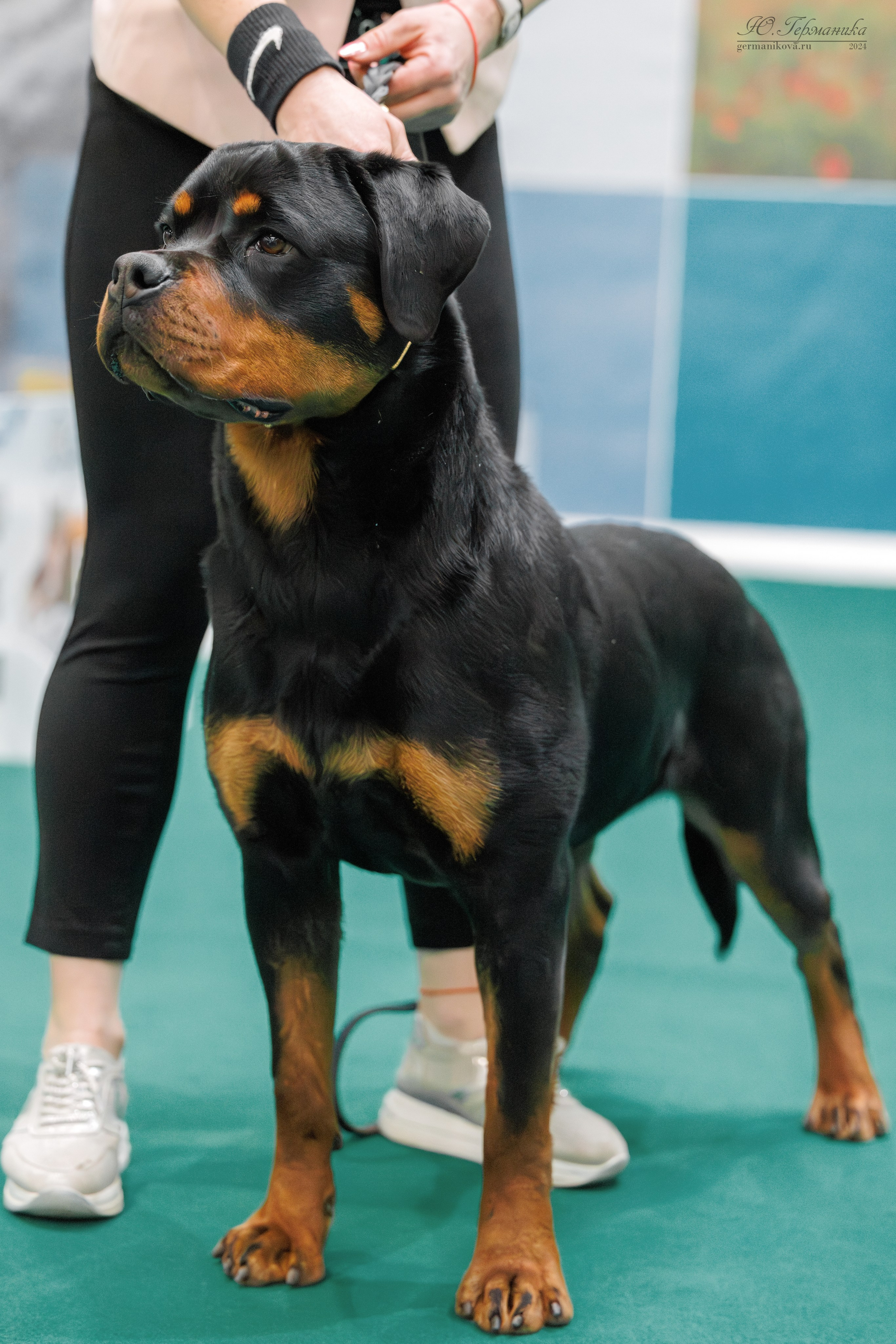 Сфера и Крокус 8,9,16 и 30.03.2025. Фотограф-анималист Юлия Германика