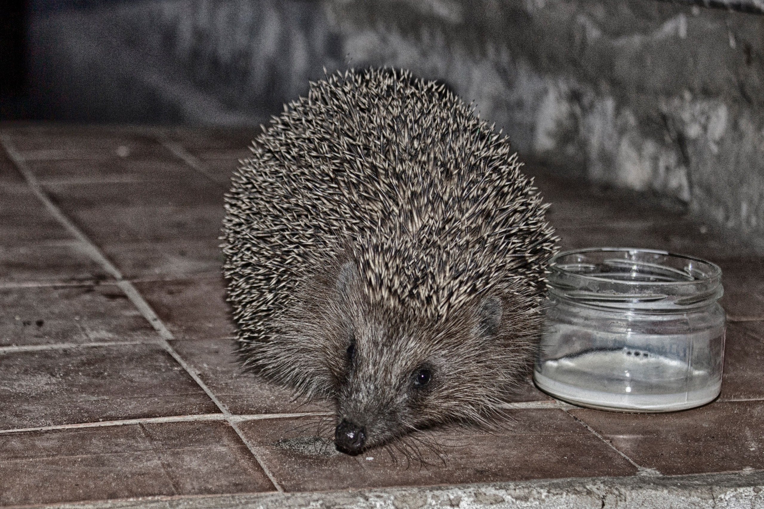 Животные. Команда фотографов Кристины Ивановой