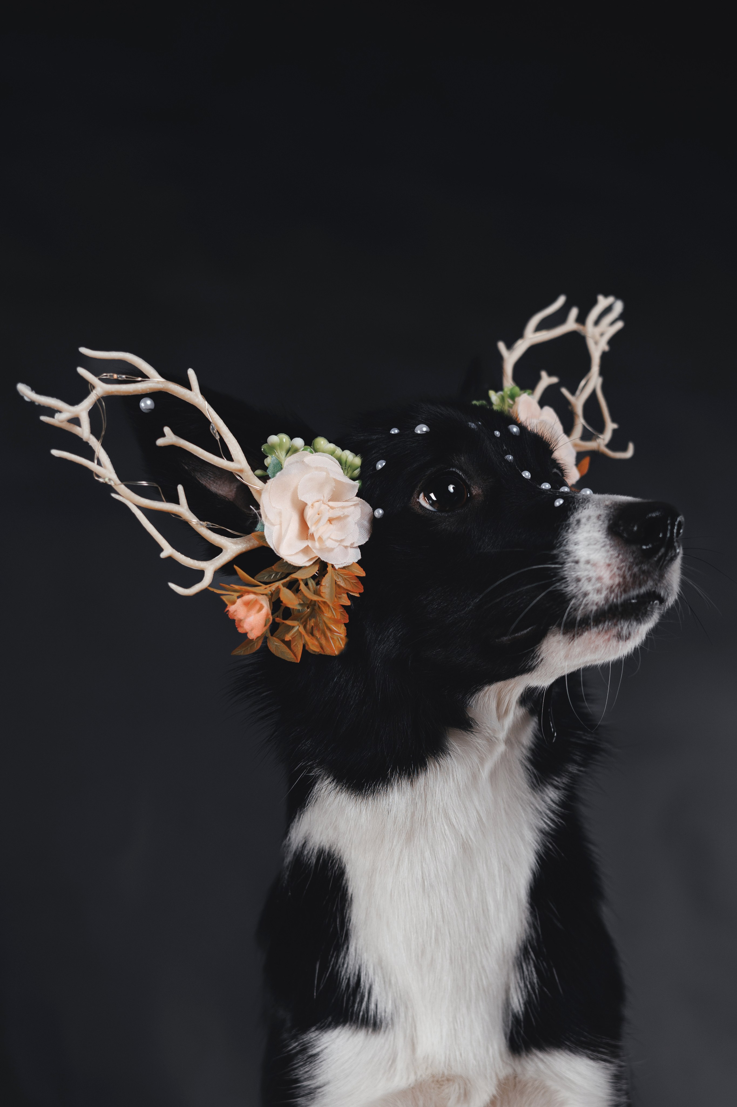 Рей в студии. Фотограф — анималист Владивосток, Алина