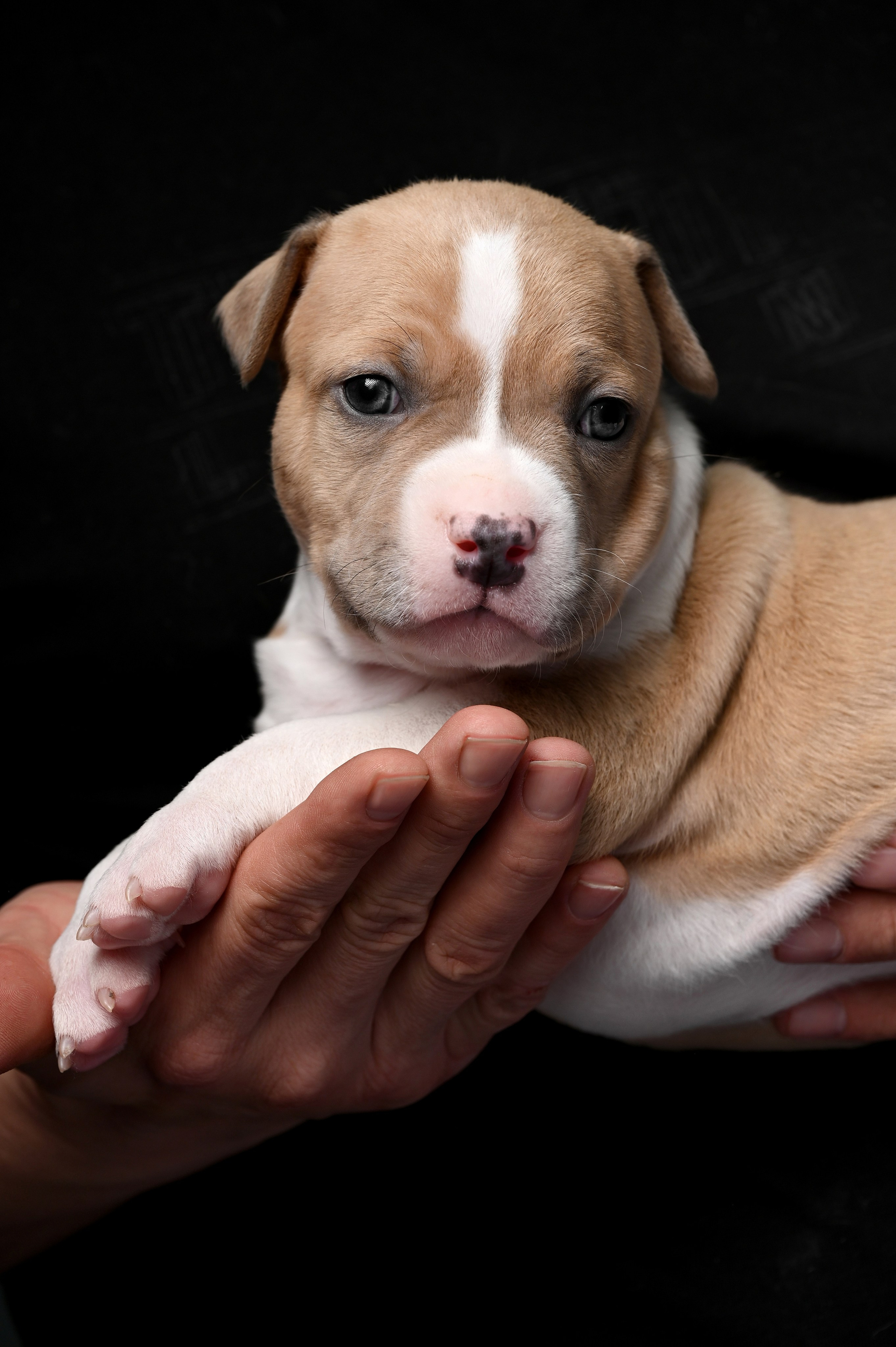 Фотосессия собак, щенков,. Предметная фото и видеосъемка в Саратове| Профессиональный фотограф