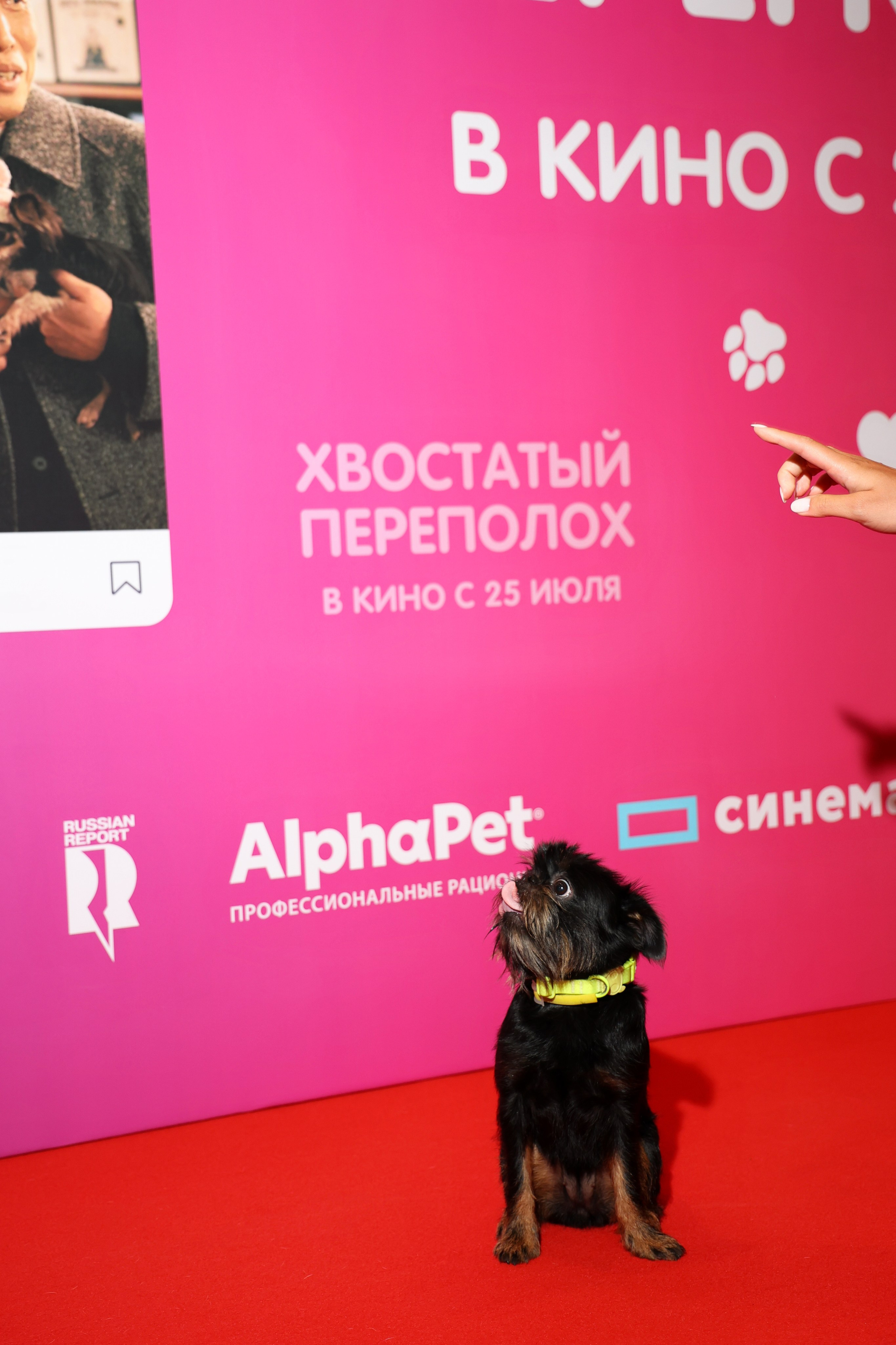 Премьера фильма «Хвостатый переполох». Свадебный и Event фотограф в Москве Бажина Ирина
