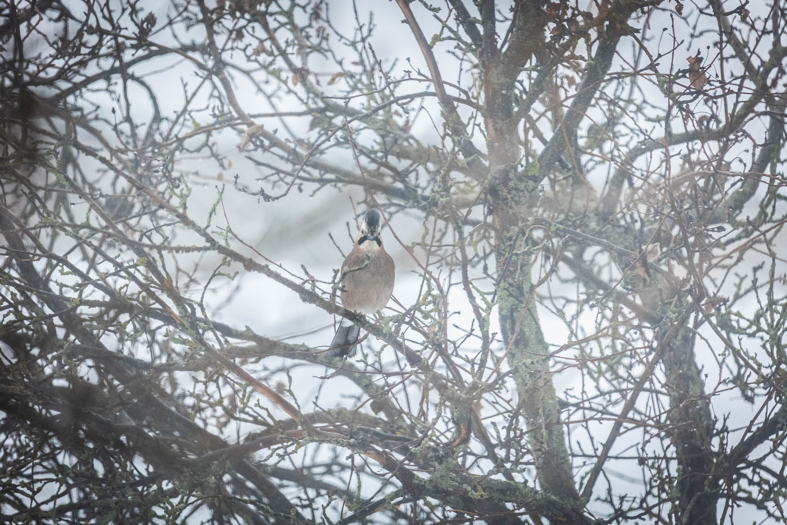 Дикий животный мир. Фотограф-АниМалист Анна Абрамова