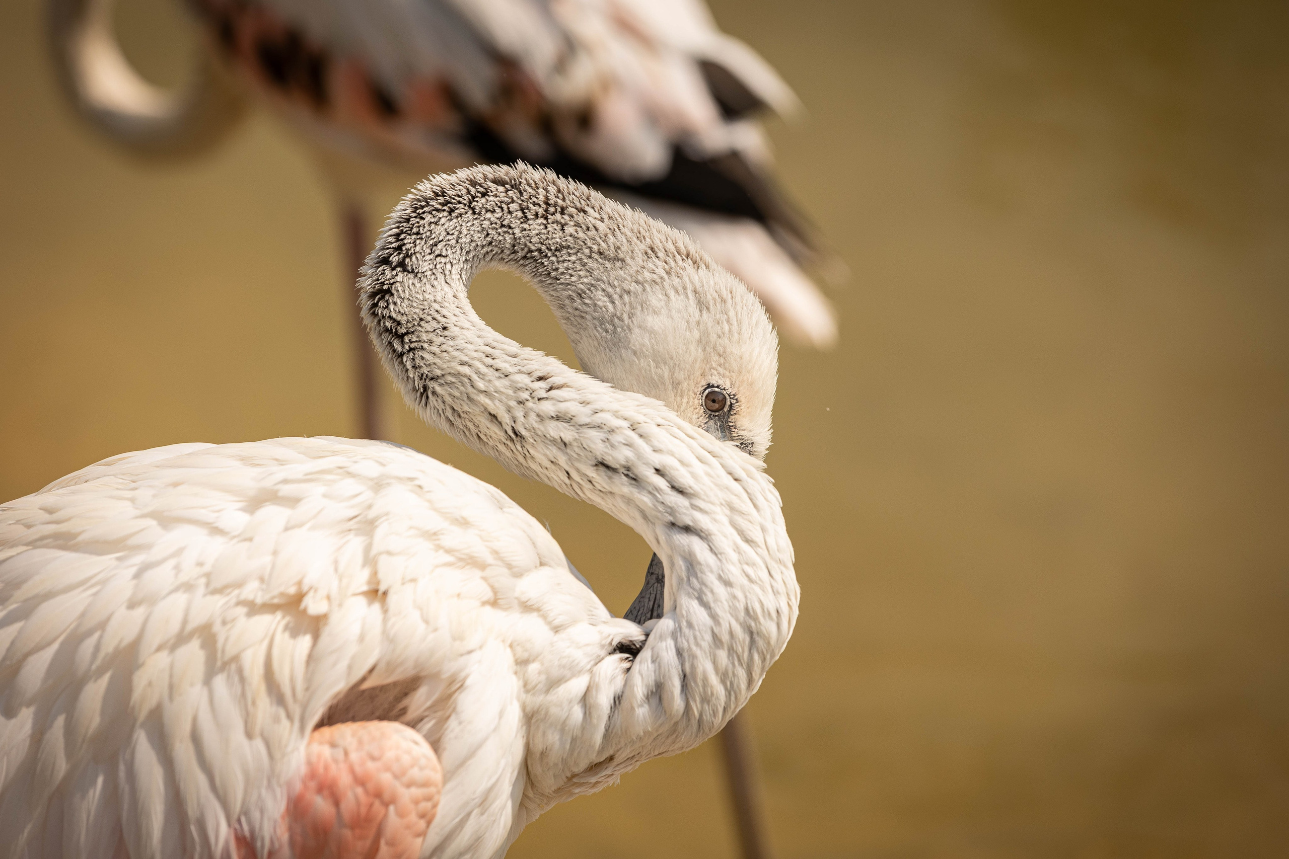Зоопарк Малинки. Фотограф-АниМалист Анна Абрамова