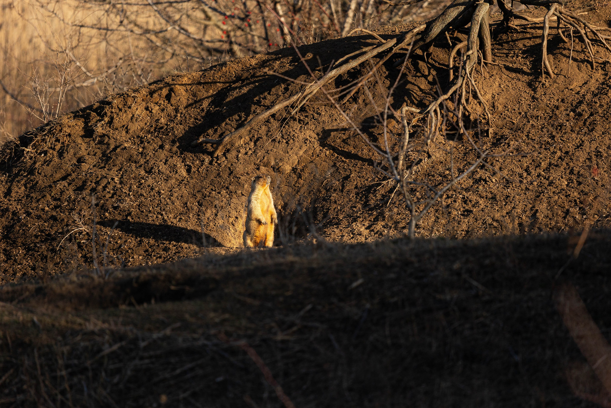 Дикий животный мир. Фотограф-АниМалист Анна Абрамова