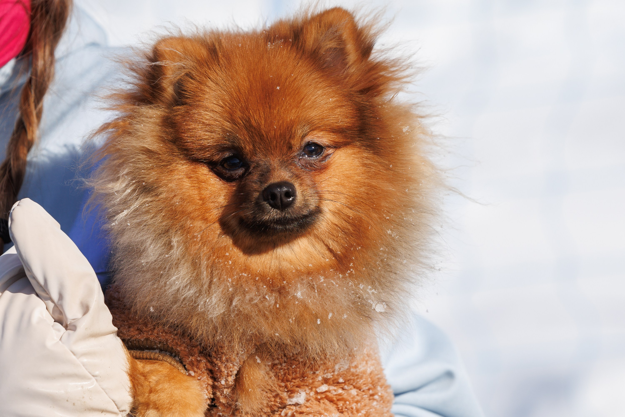 ХХVI Лыжный марафон пам. Фархутдинова | Сахалин. Свадебный, семейный и репортажный фотограф в Южно-Сахалинске Артур Петросян