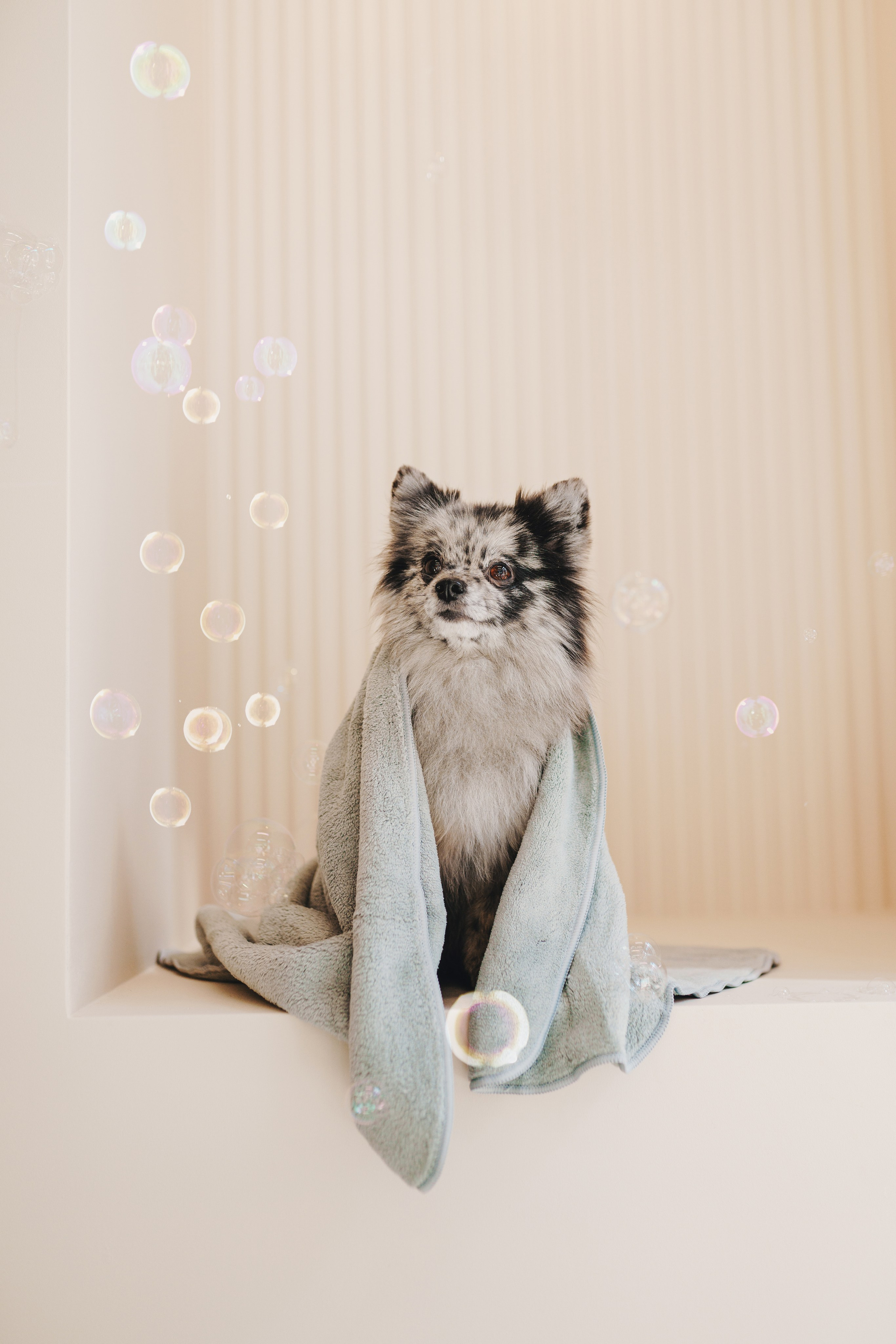 Груминг-салон. Фотограф анималист Осипчикова Мария