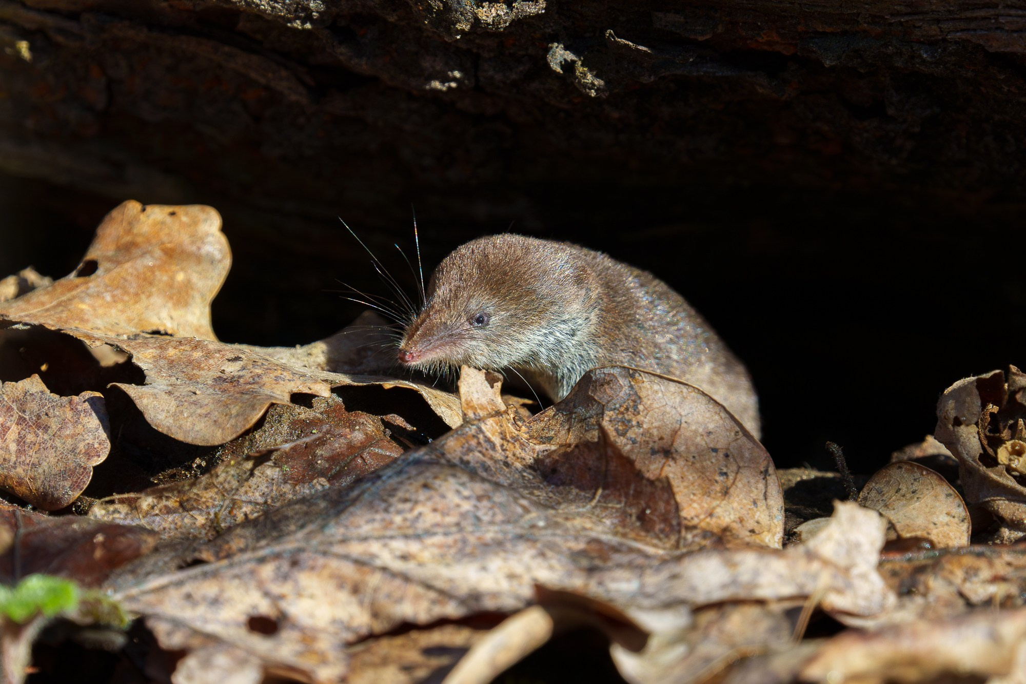 Животные. Ваш личный фотограф Марина Волкова