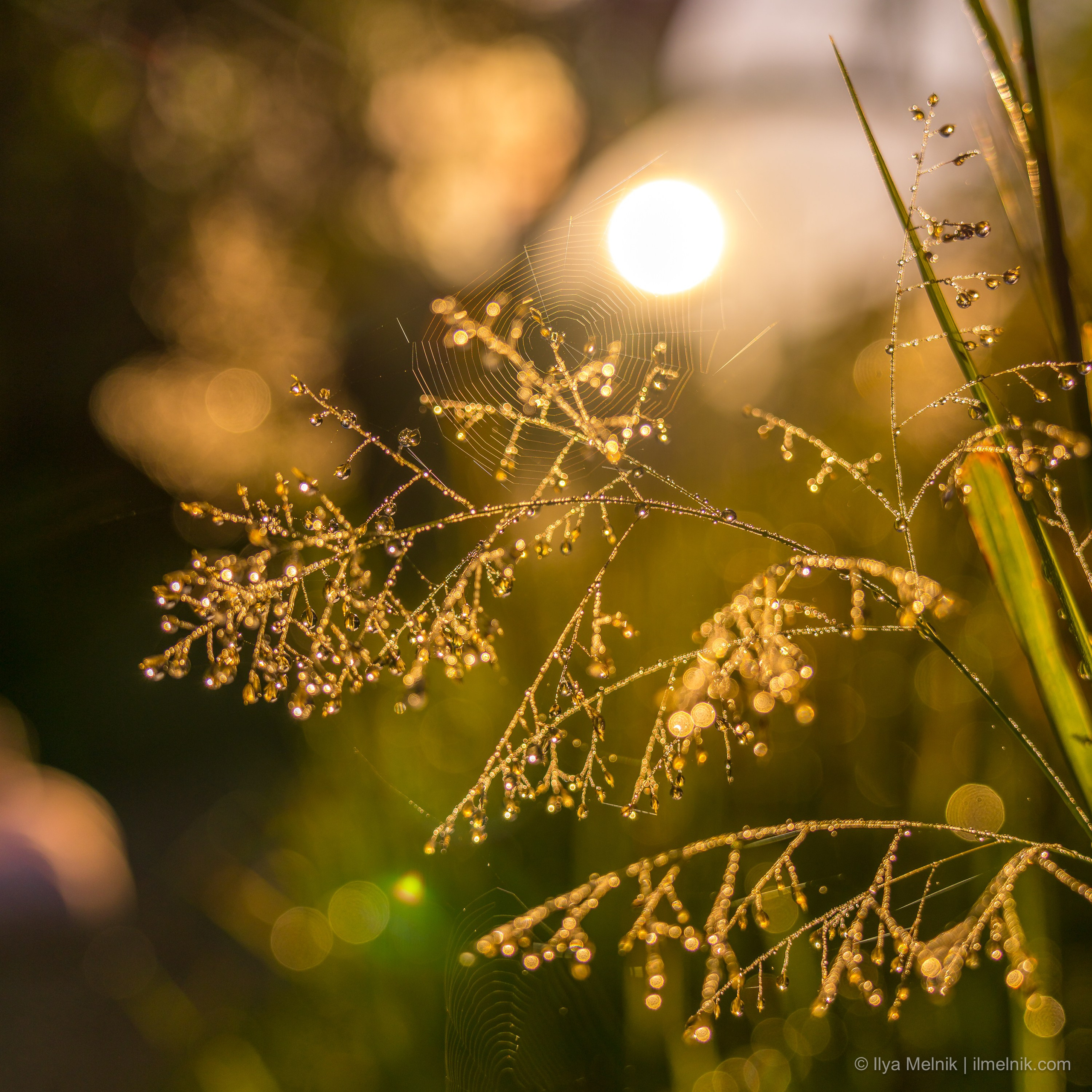 Zimbabwe. Ilya Melnik Photography