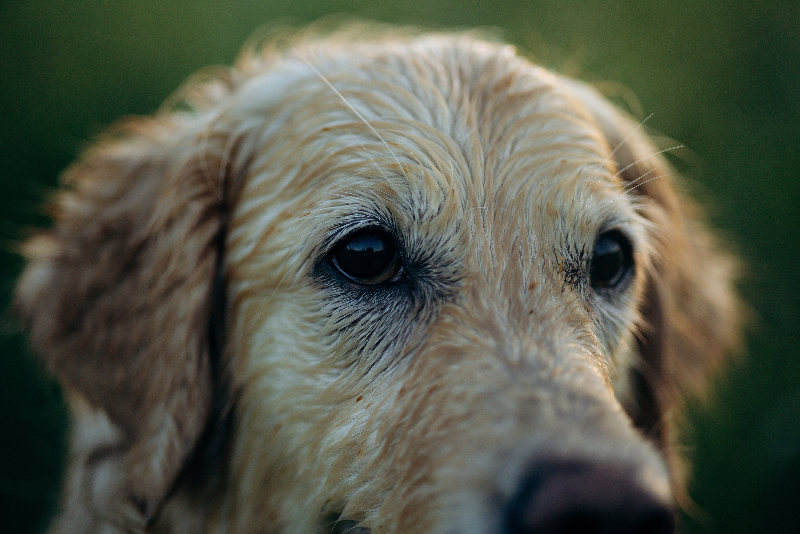 Юля и Руби. Фотограф — Анималист | Санкт-Петербург