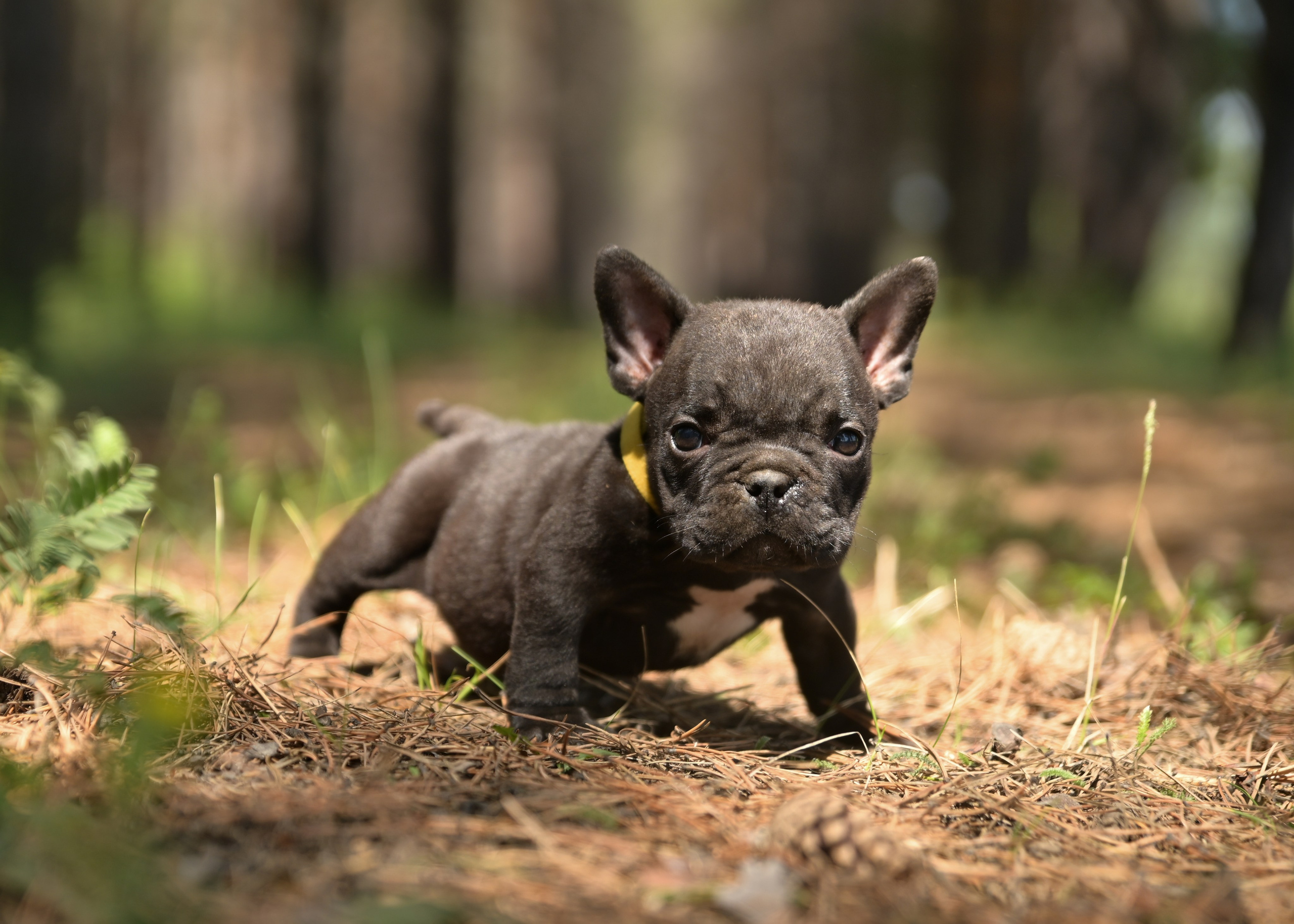 Свободные щенки Американский Булли в Иркутске. Питомник собак Иркутск