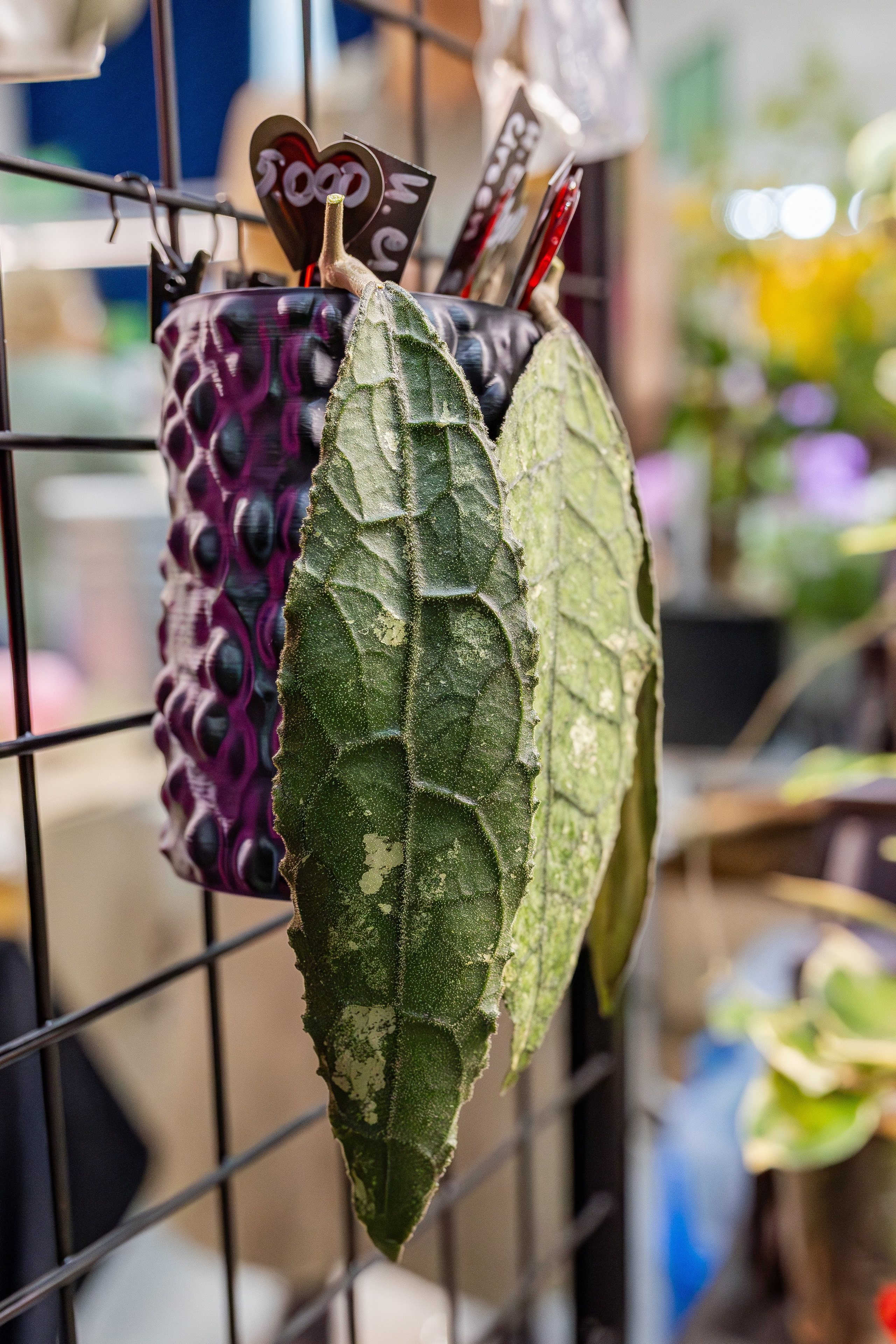 Монстериум апрель 2026. Александра Куликова фотограф, Москва