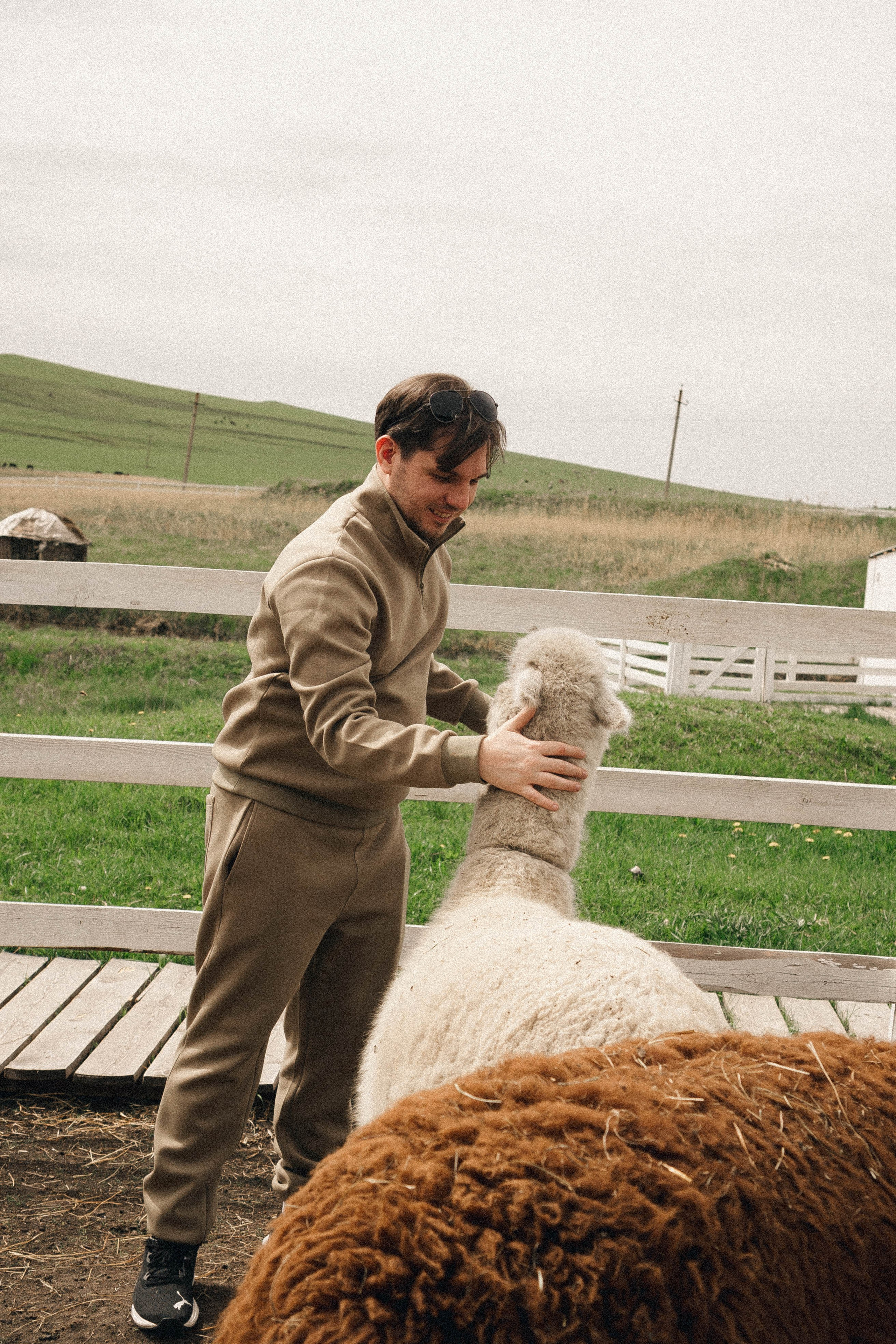 Ферма Альпак. Профессиональный фотограф, Санкт-Петербург — Виктория Богомолова