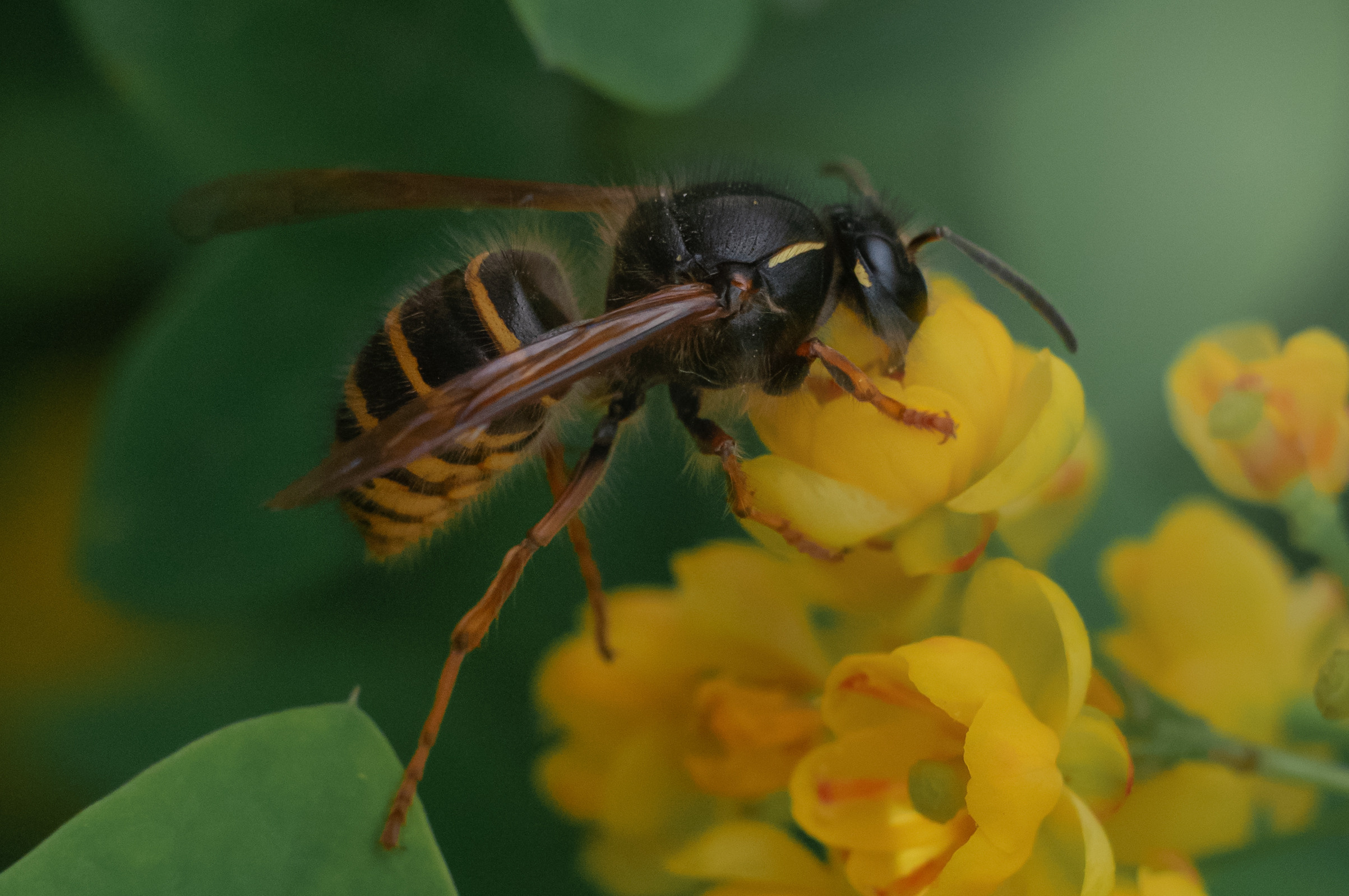 Художественное макро. Мотофотограф в Нижнем Новгороде Динара Зуйкова