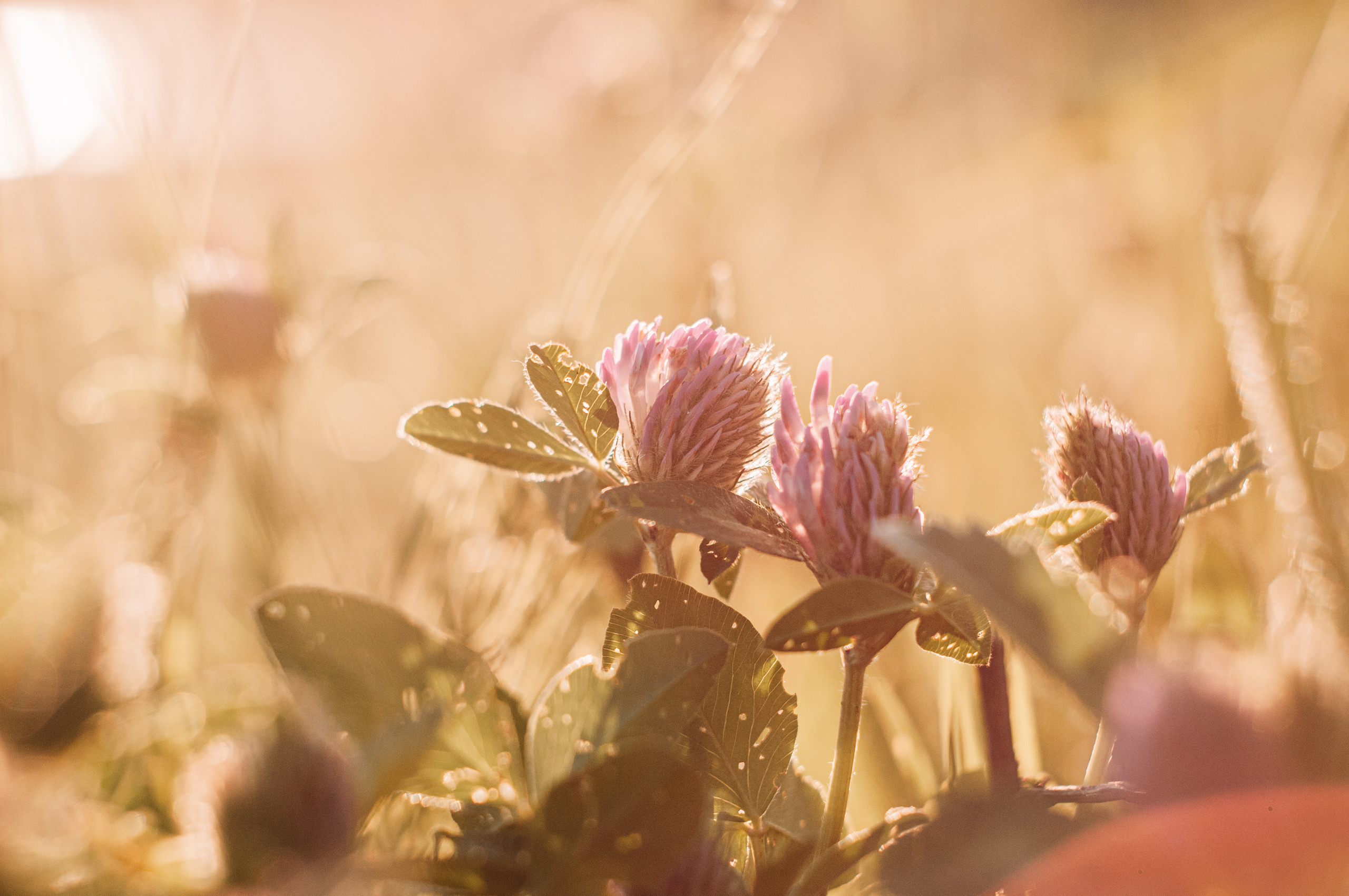 Художественное макро. Мотофотограф в Нижнем Новгороде Динара Зуйкова
